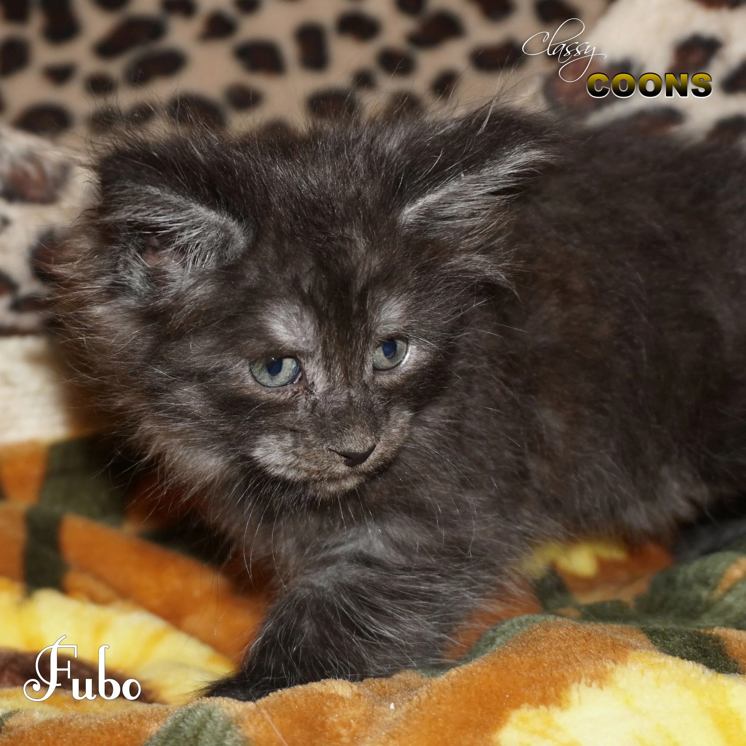 Fubo, a black smoke female Maine Coon kitten raised at Classy Coons in Northeast Georgia.