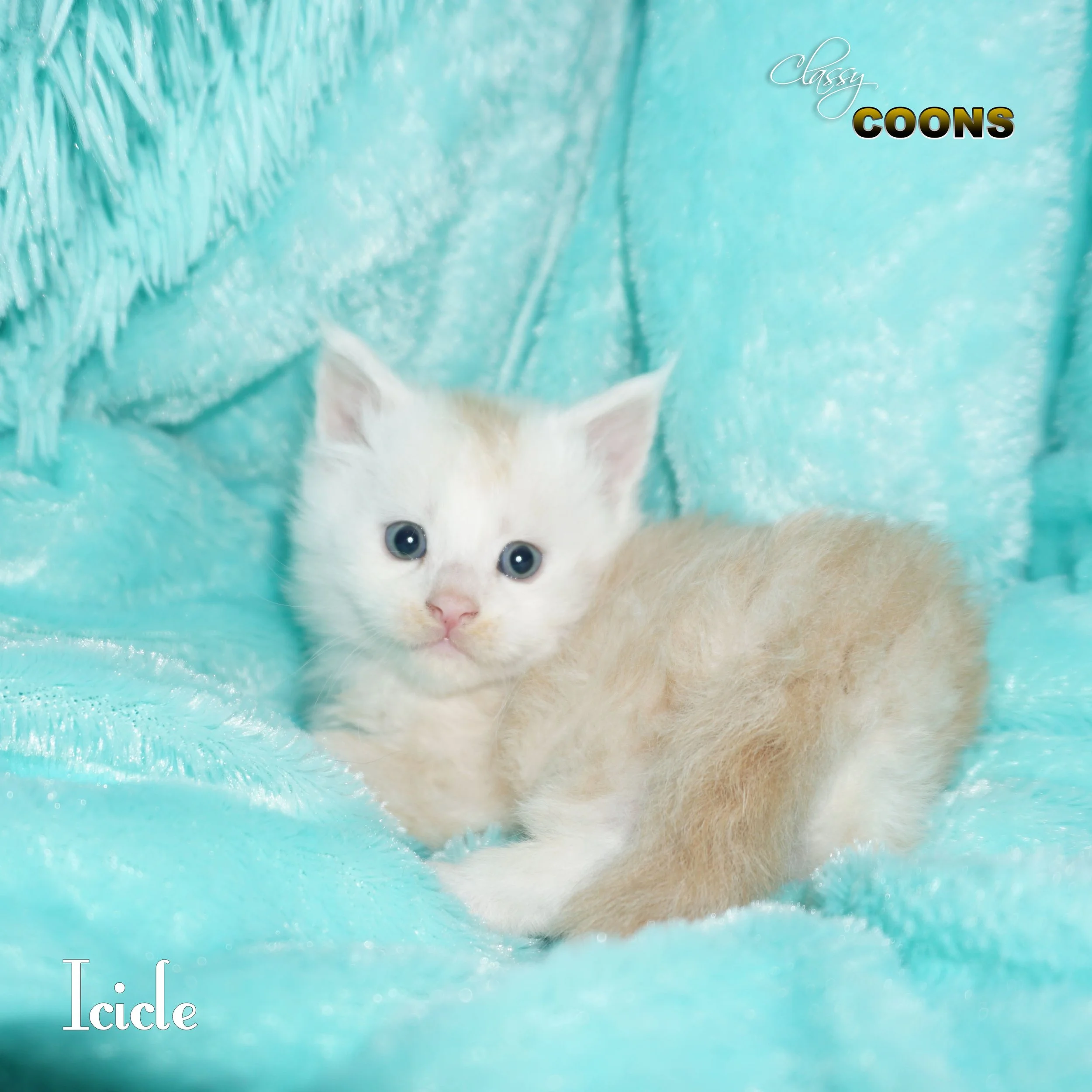 Maine Coon Kitten For Sale