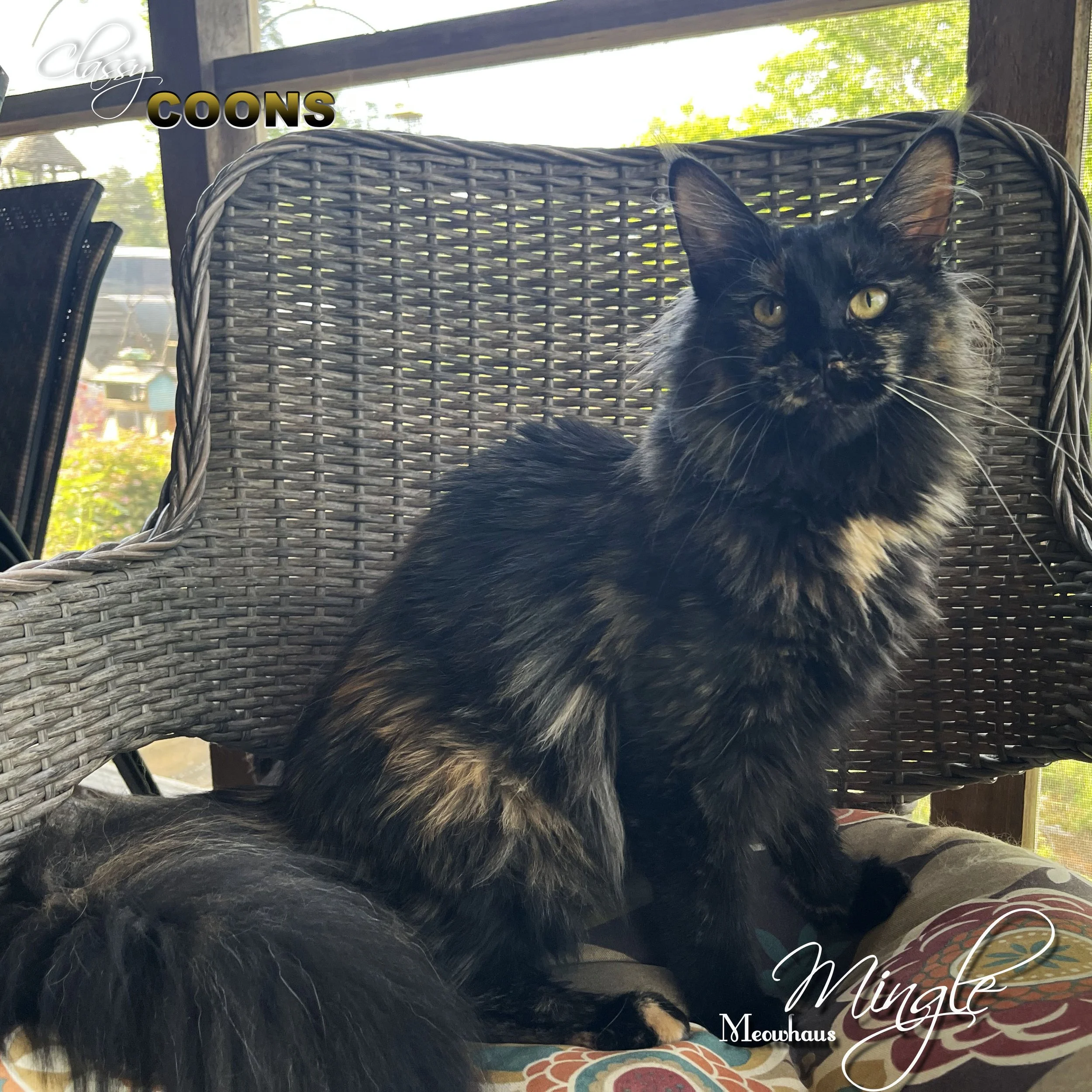 Classy Coons Mingle Maine Coon Cat