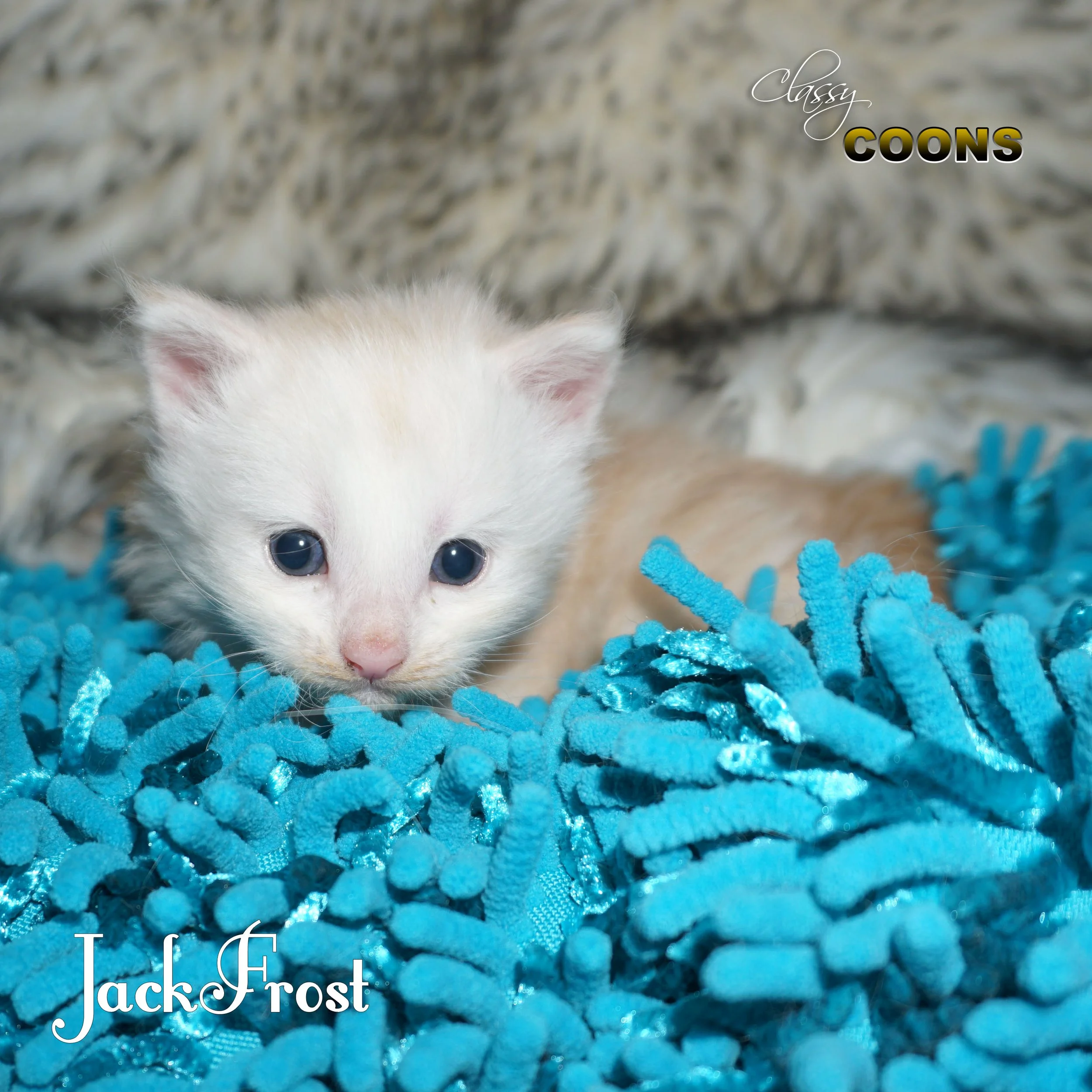Maine Coon Kitten Jack Frost
