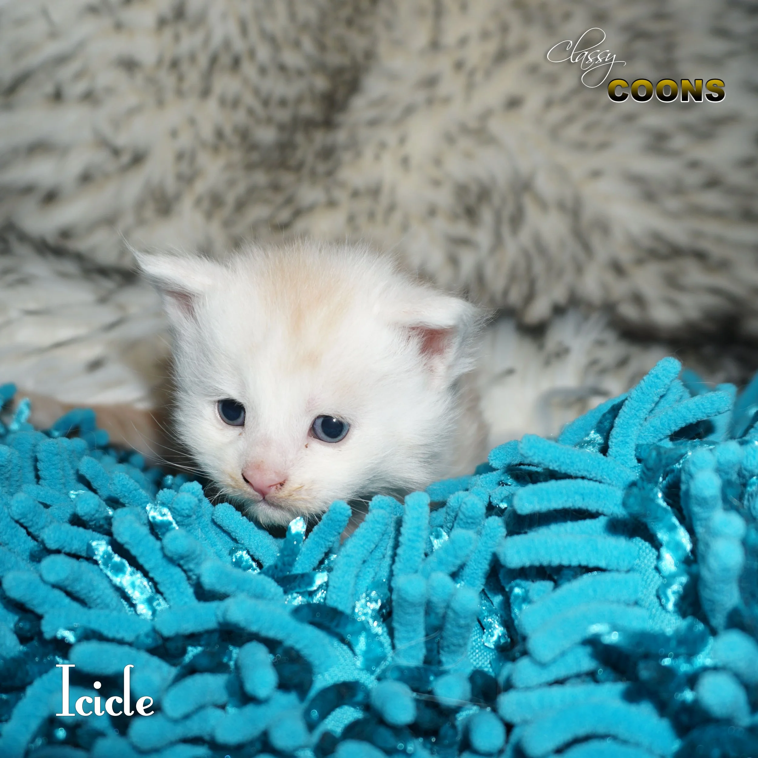 Maine Coon Kitten Icicle