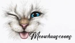 Meowhaus Coons Maine Coon Cattery