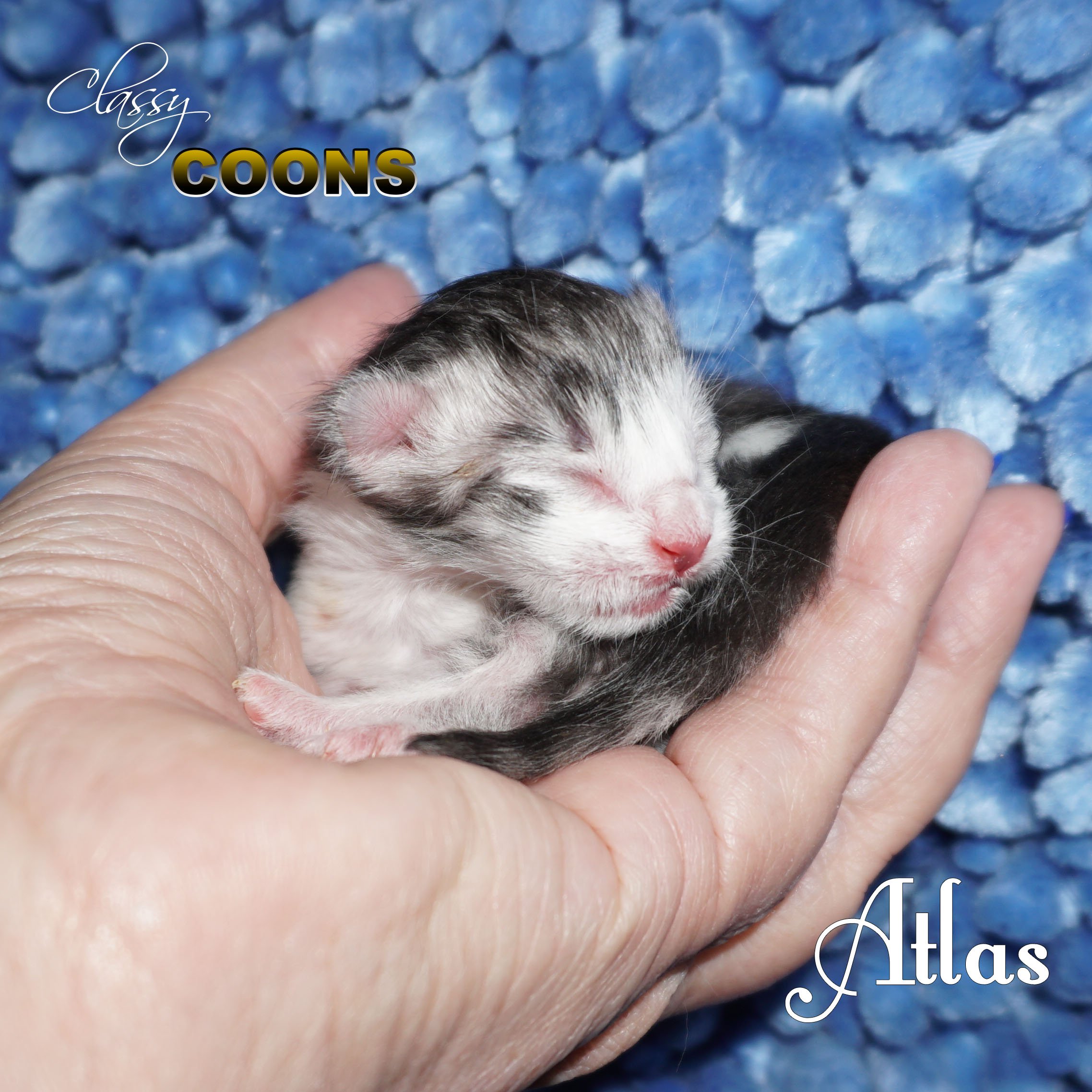 Maine Coon Kitten for Sale