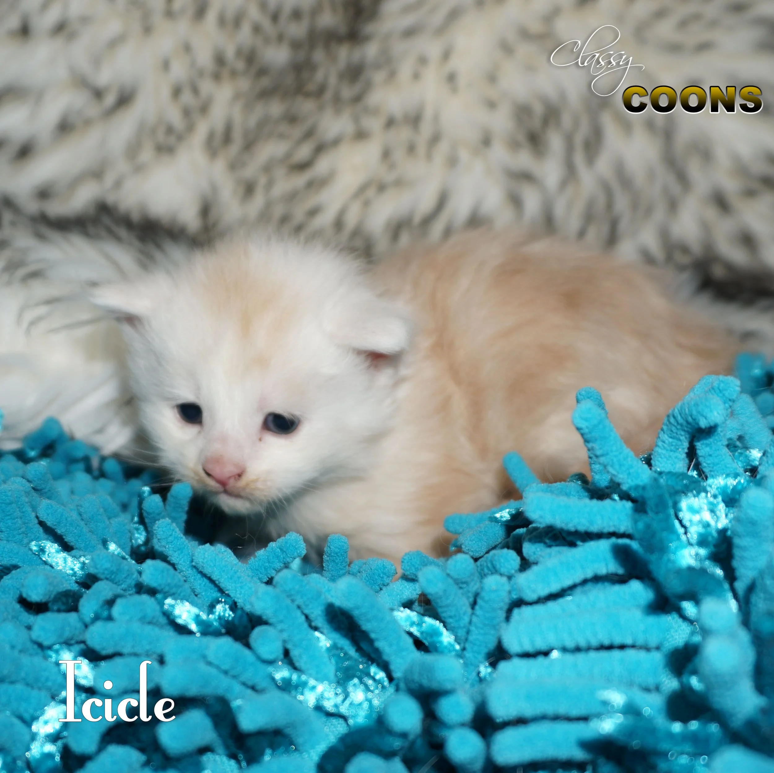 Maine Coon Kitten Icicle