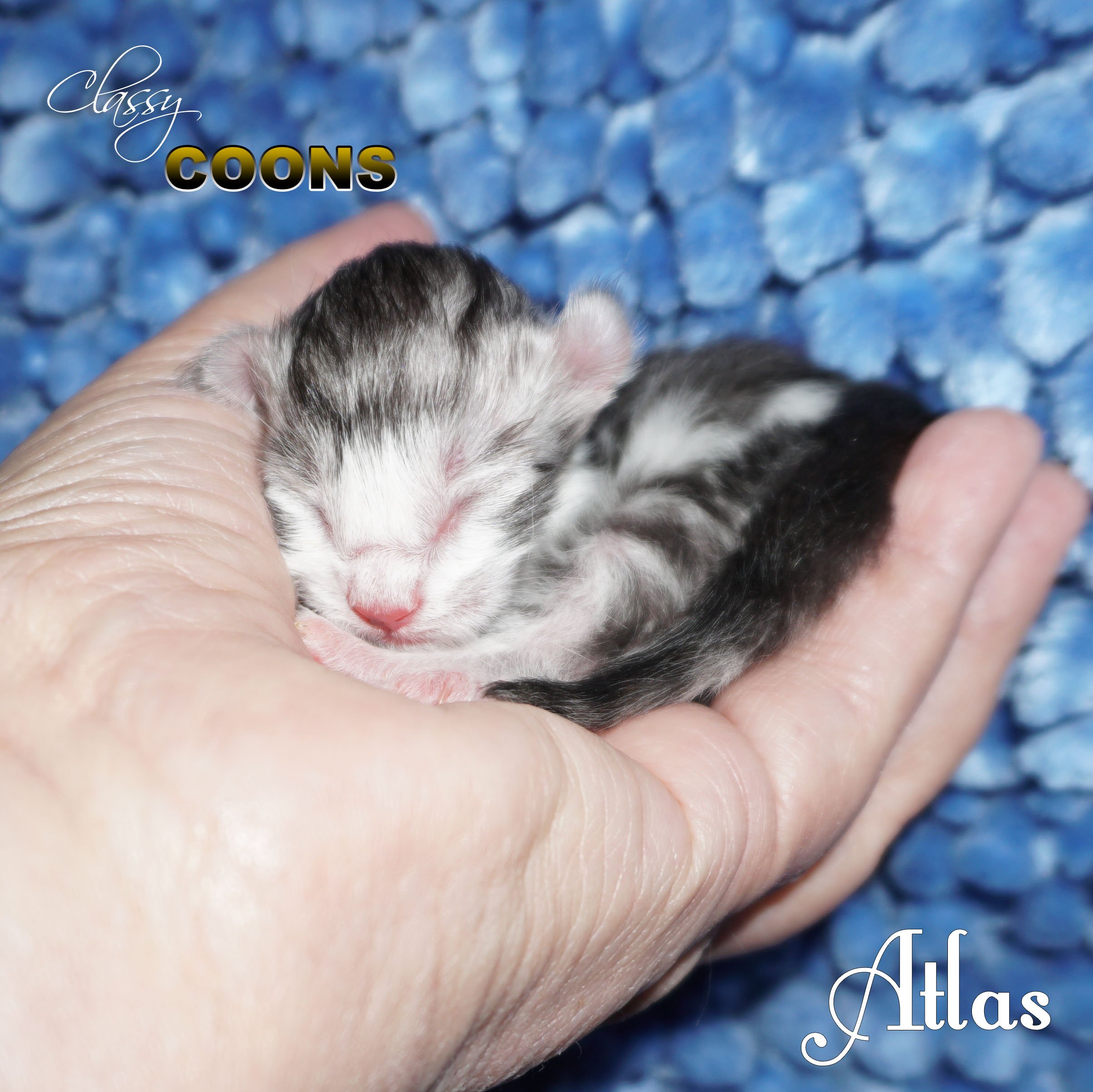 Maine Coon Kitten for Sale