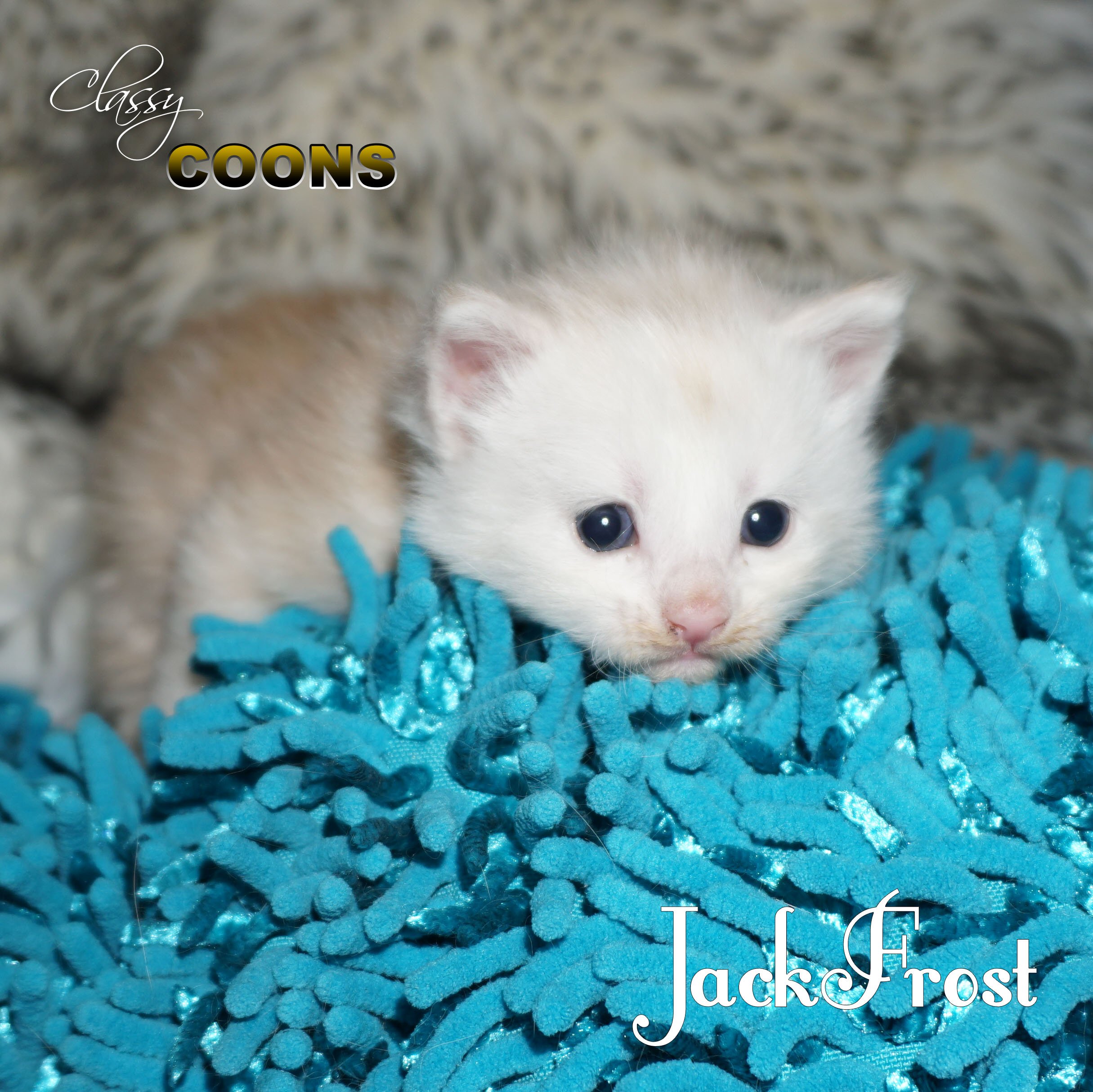 Maine Coon Kitten Jack Frost