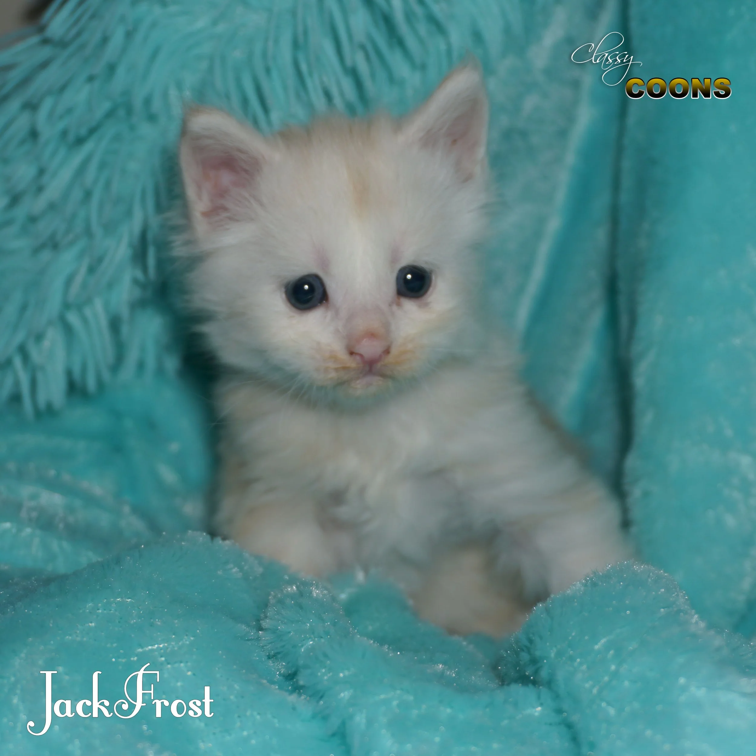 Maine Coon Kitten For Sale