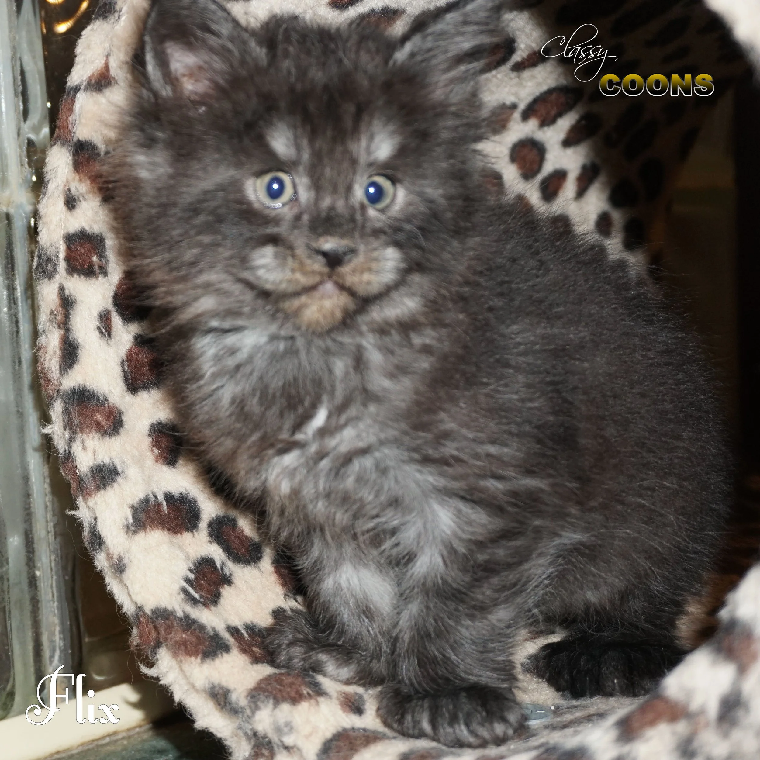 Flix is a black smoke female Maine Coon kitten raised at Classy Coons in Northeast Georgia.