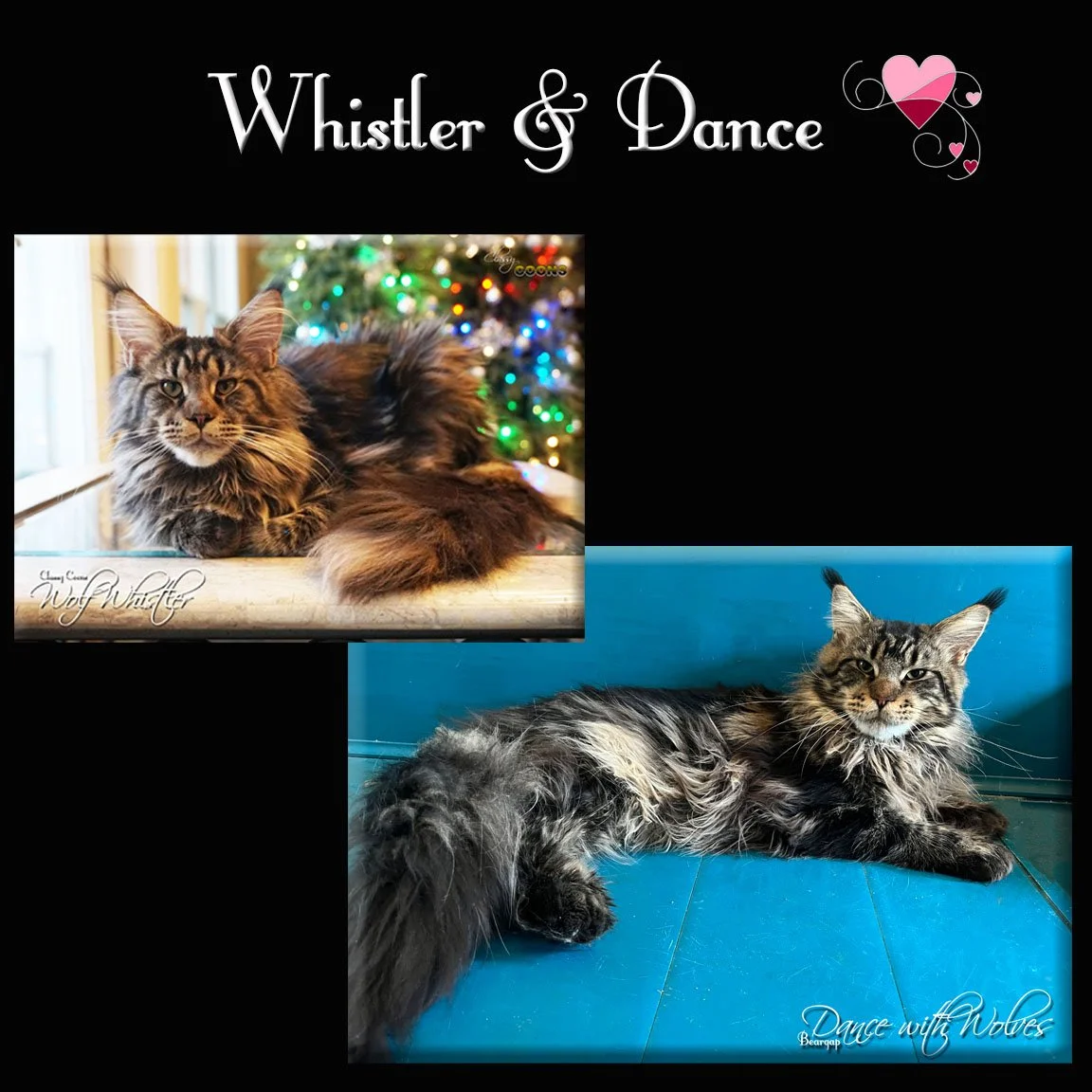 Future Breeding Plan Whistler Dance