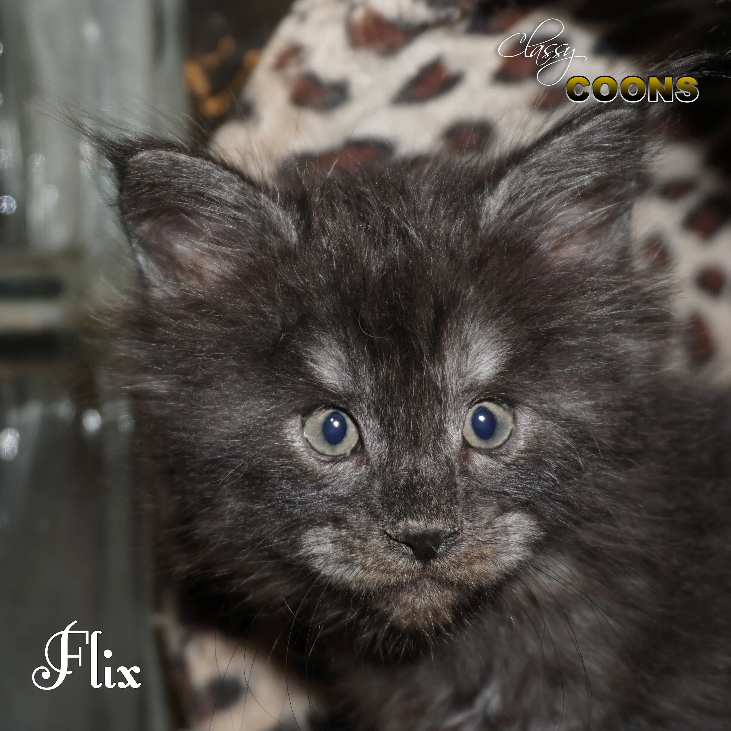 Flix is a black smoke female Maine Coon kitten raised at Classy Coons in Northeast Georgia.