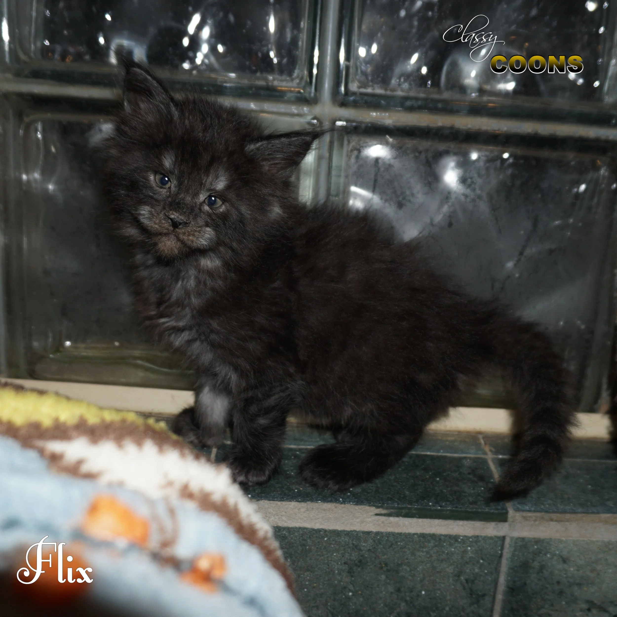 Flix is a black smoke female Maine Coon kitten raised at Classy Coons in Northeast Georgia.