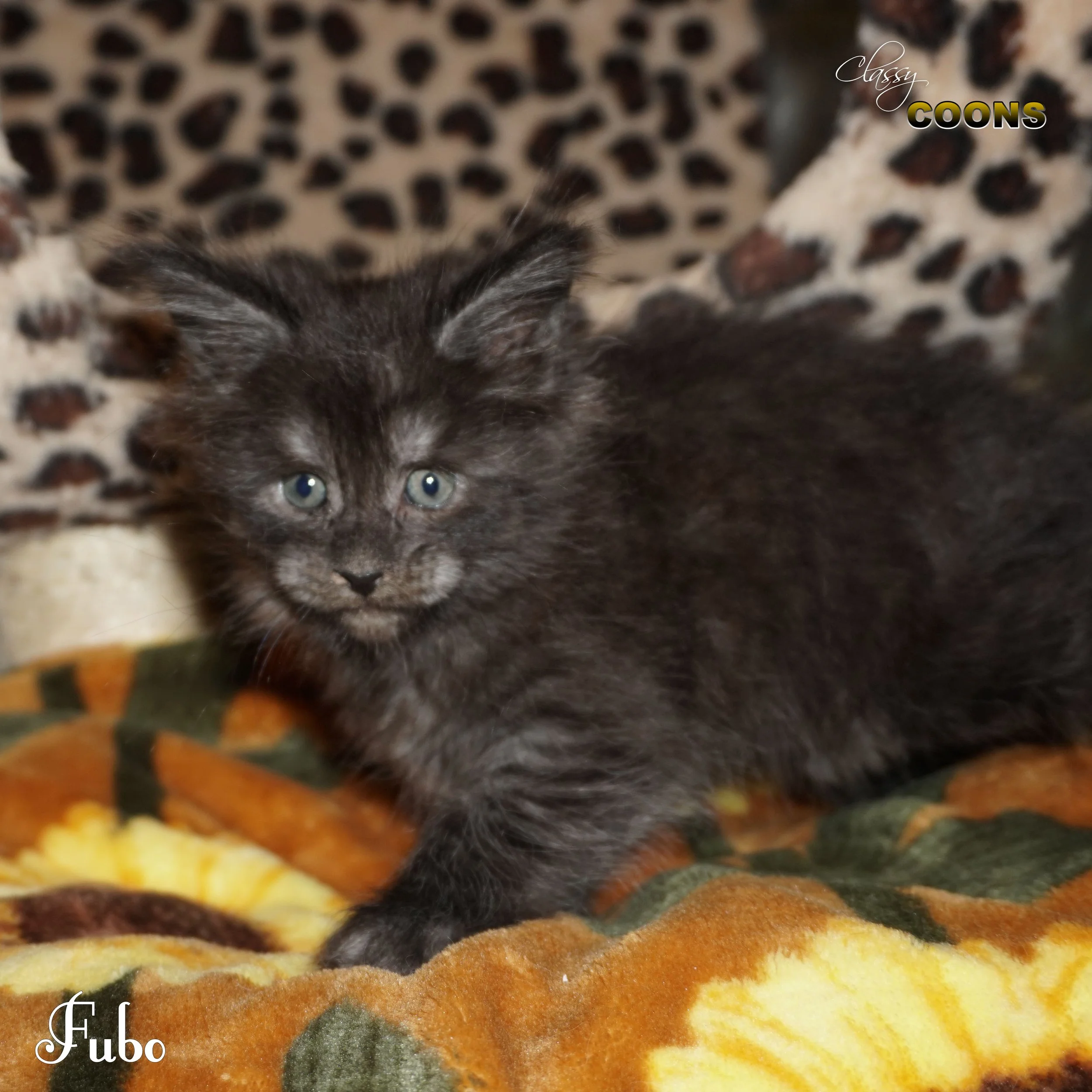 Fubo, a black smoke female Maine Coon kitten raised at Classy Coons in Northeast Georgia.