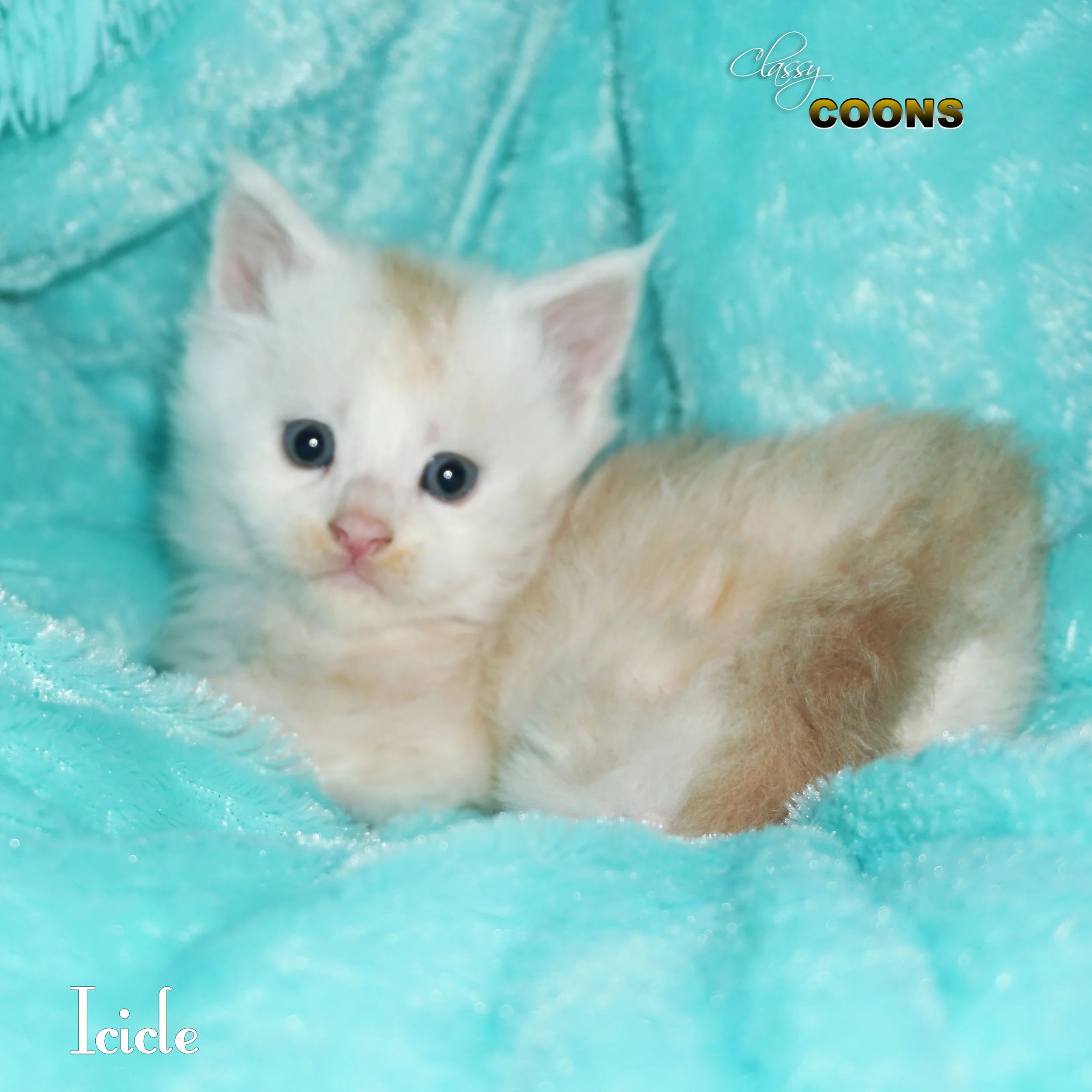 Maine Coon Kitten For Sale