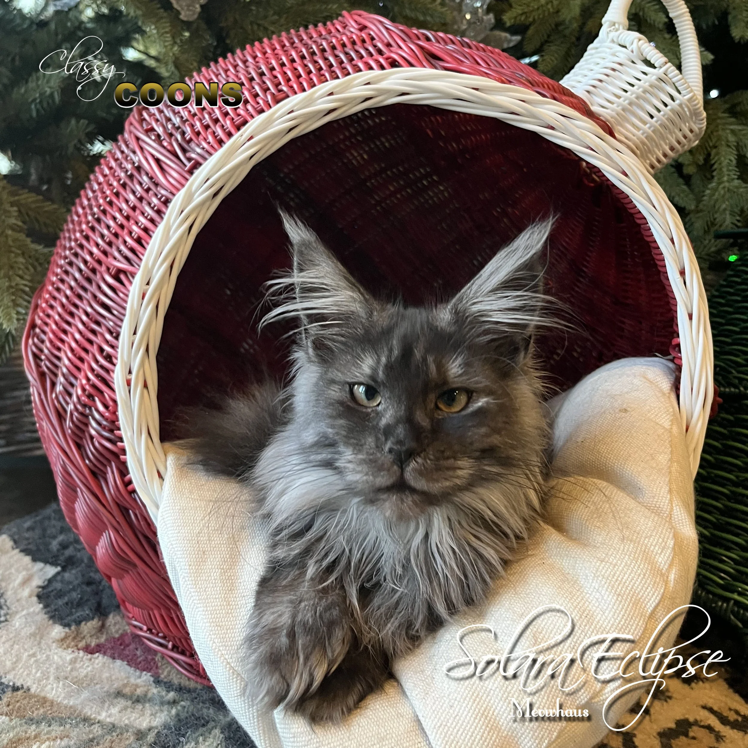 Maine Coon Cat Solara