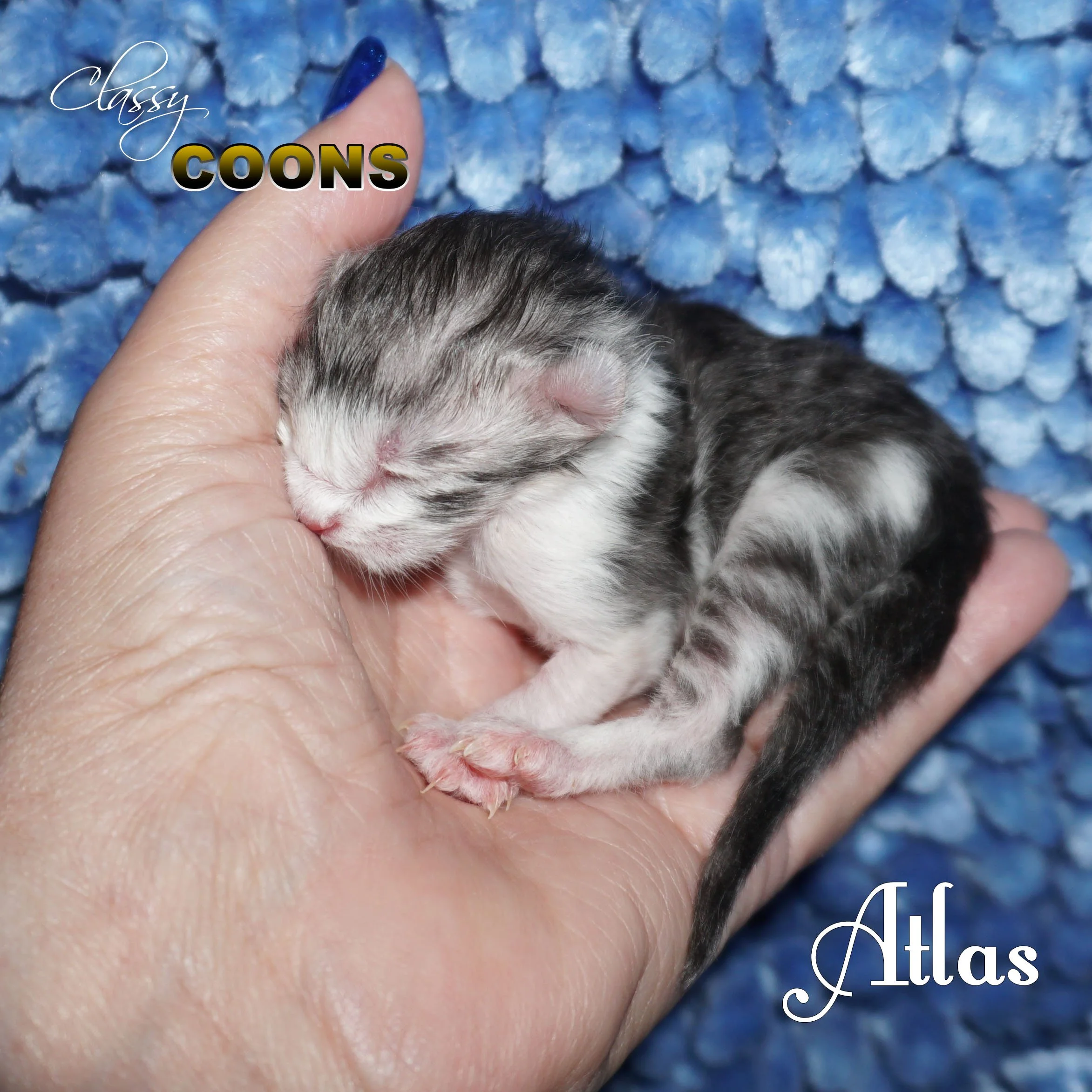 Maine Coon Kitten for Sale