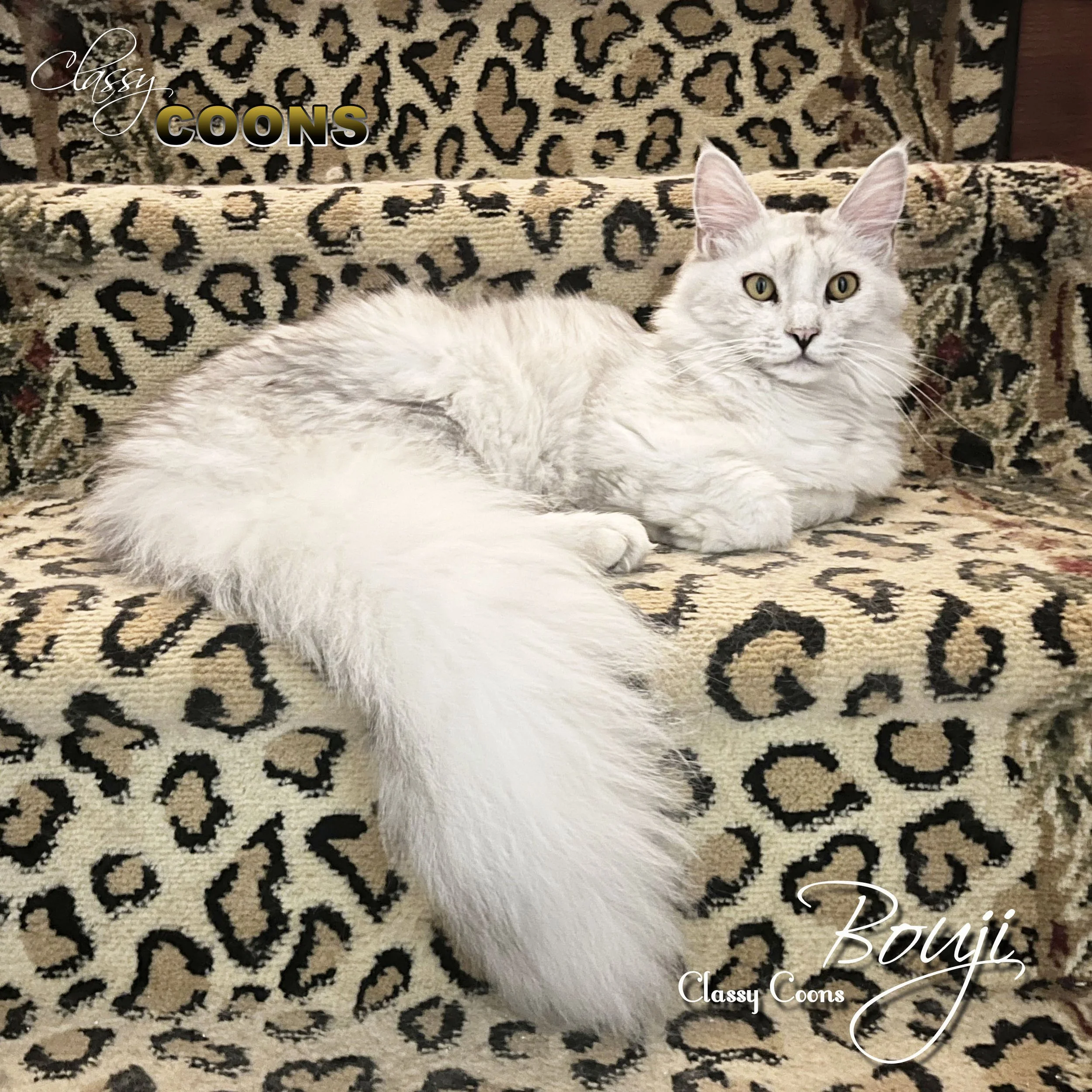 Maine Coon Cat Bouji