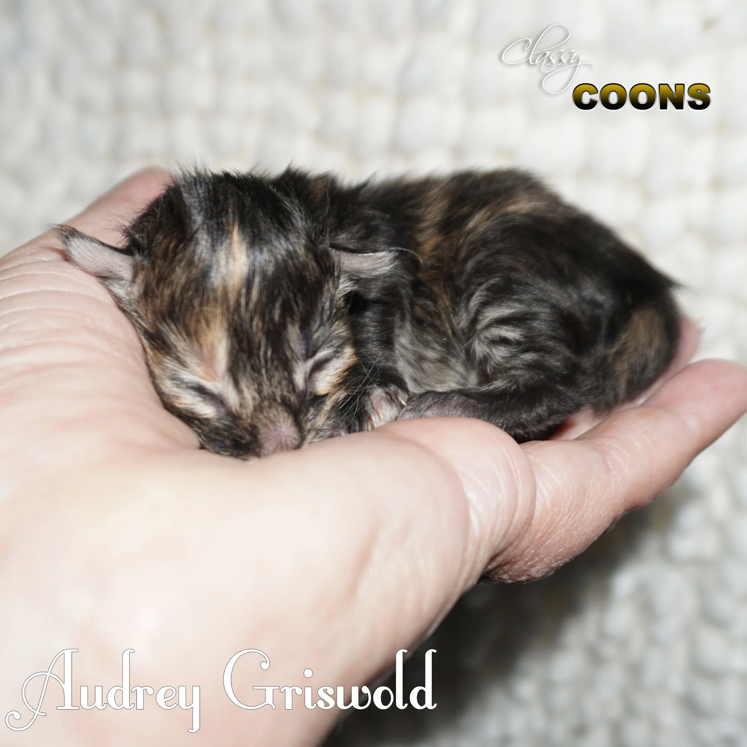 Audrey is a black tortoiseshell female Maine Coon kitten raised at Classy Coons in Northeast Georgia