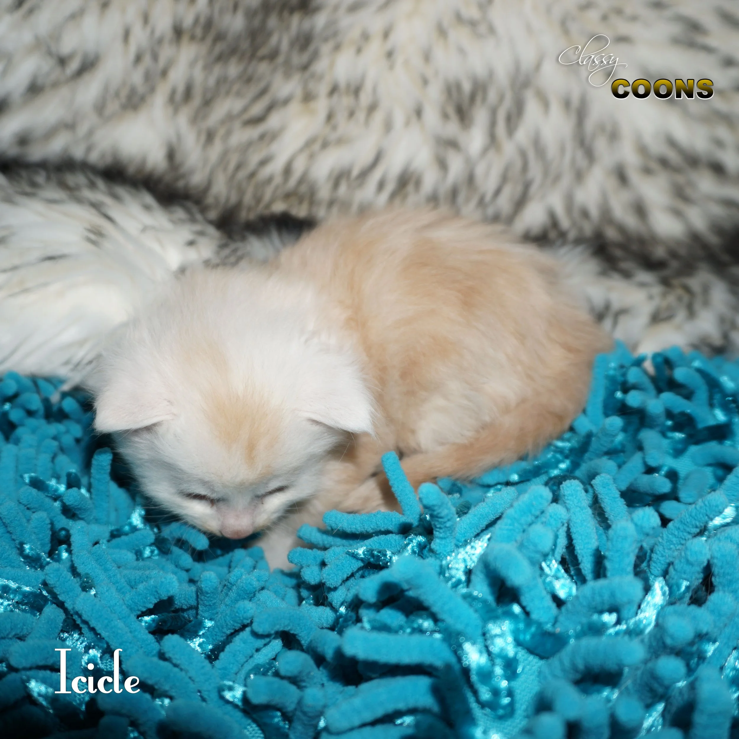 Maine Coon Kitten Icicle