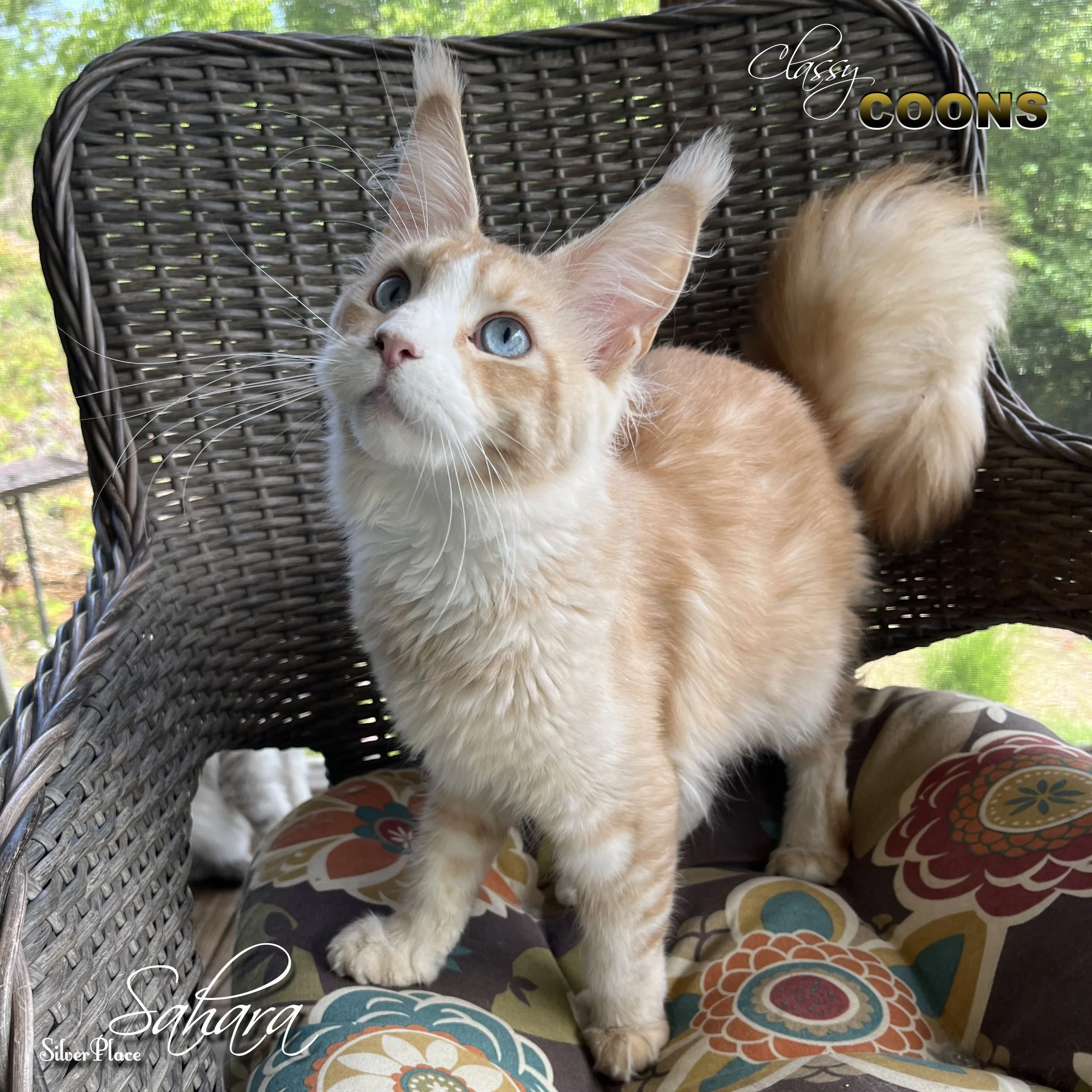 Maine Coon Cat Sahara