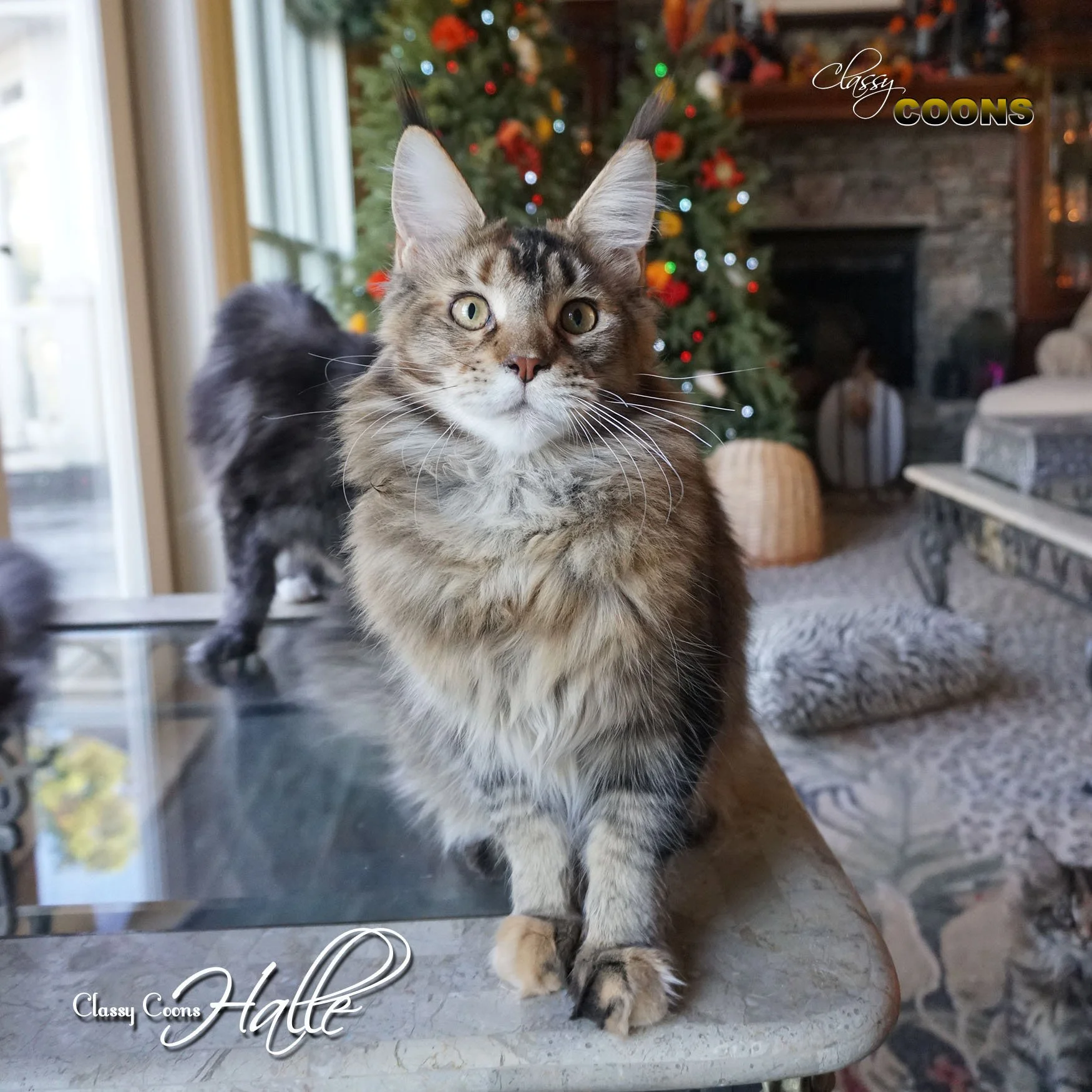 Classy Coon Queen Halle