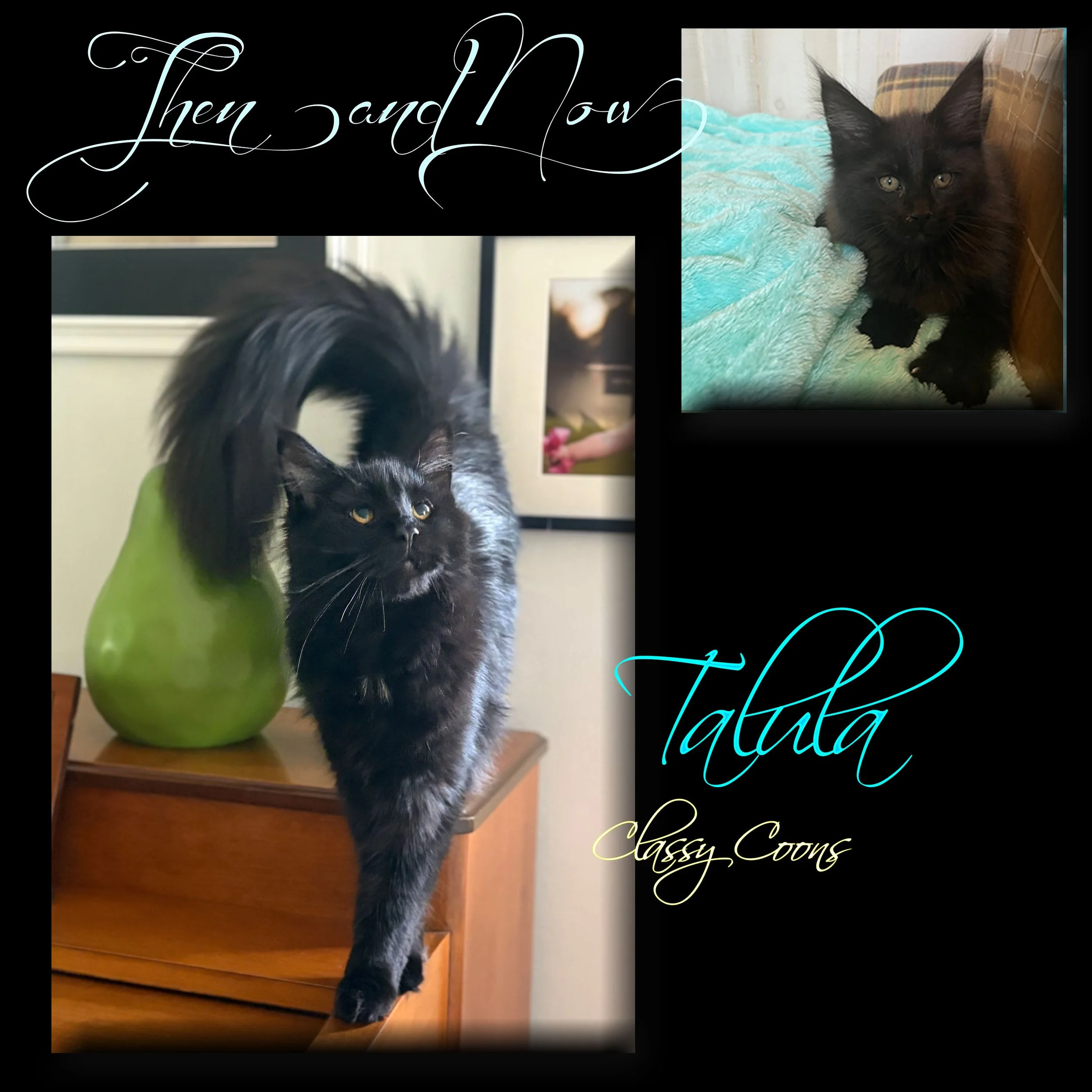 Classy Coons Talula Then and Now