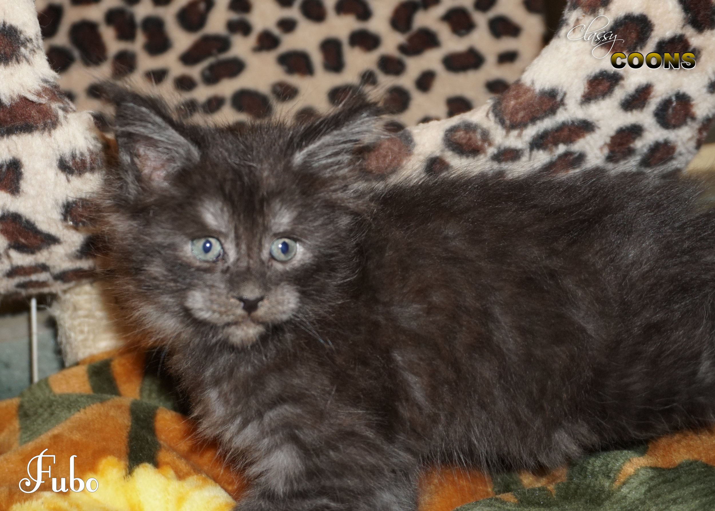 Fubo, a black smoke female Maine Coon kitten raised at Classy Coons in Northeast Georgia.