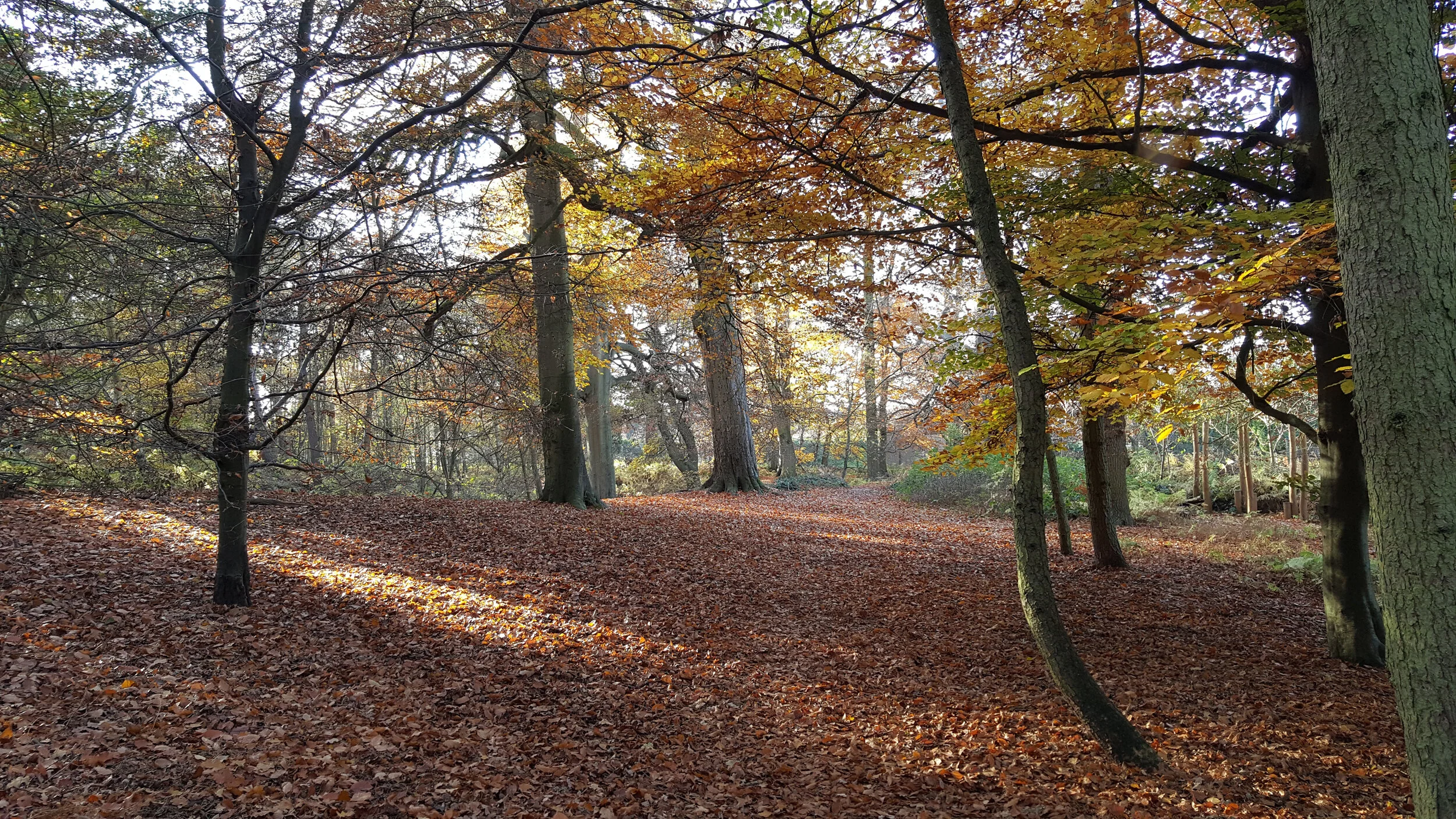 Autumn Forest.jpg