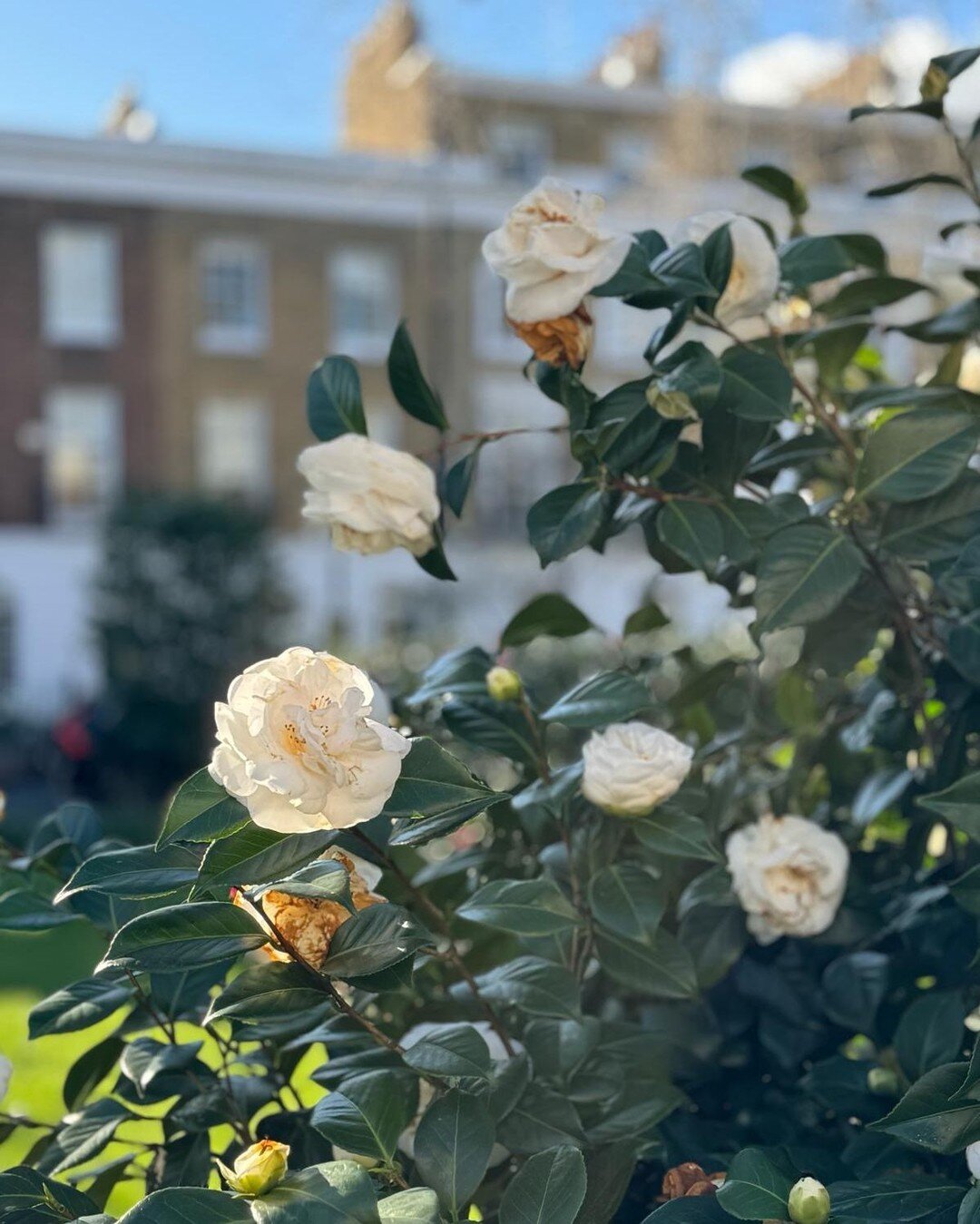 Waiting for spring!
Camellias always brighten up the greyest of days when you're waiting for spring to arrive and there are some gorgeous ones around our area of London... 
Happy Friday. 
.
.
.
#chelsea #belgravia #mayfair #kensington #floralfriday #