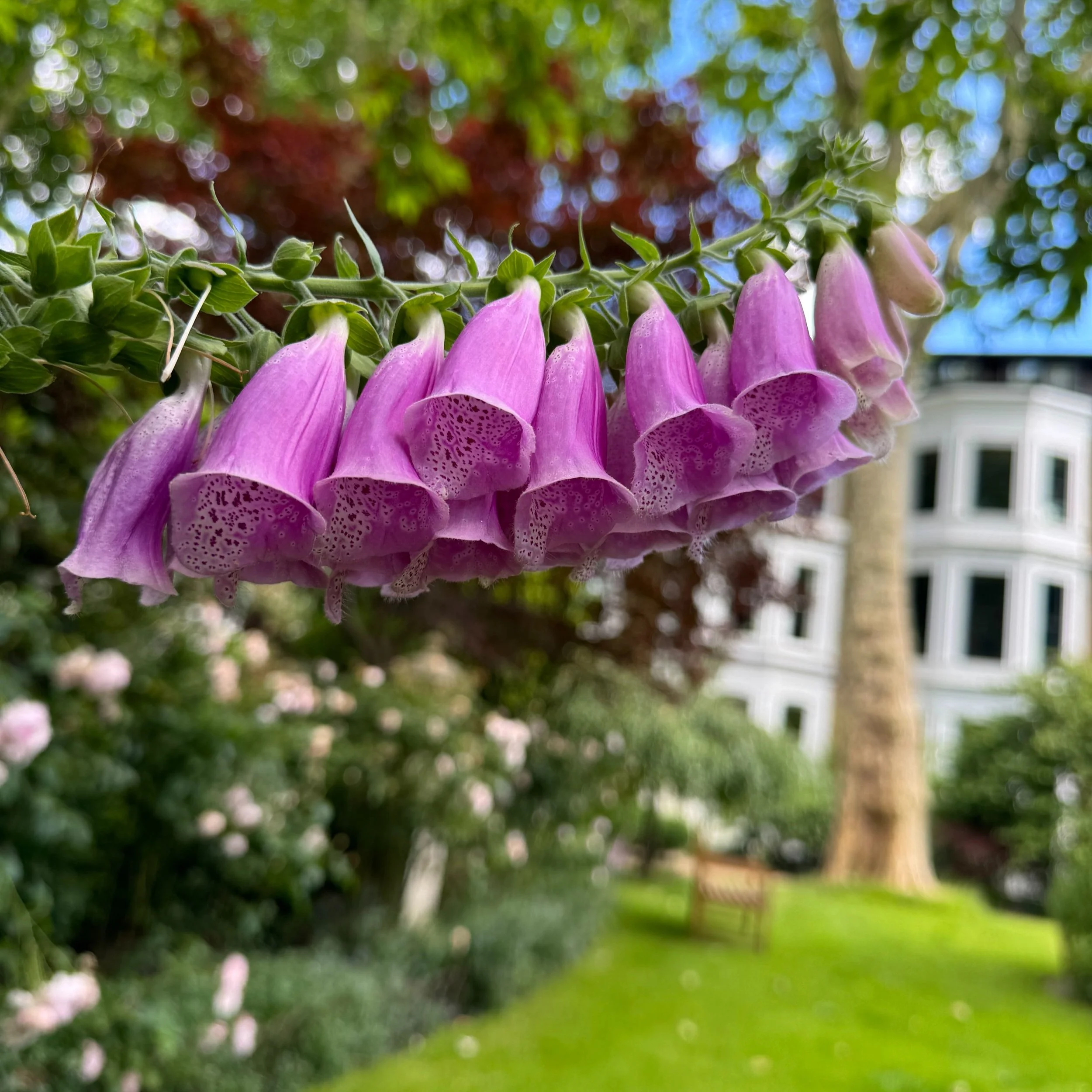 The benefits of London's garden squares and why we're so lucky to have them