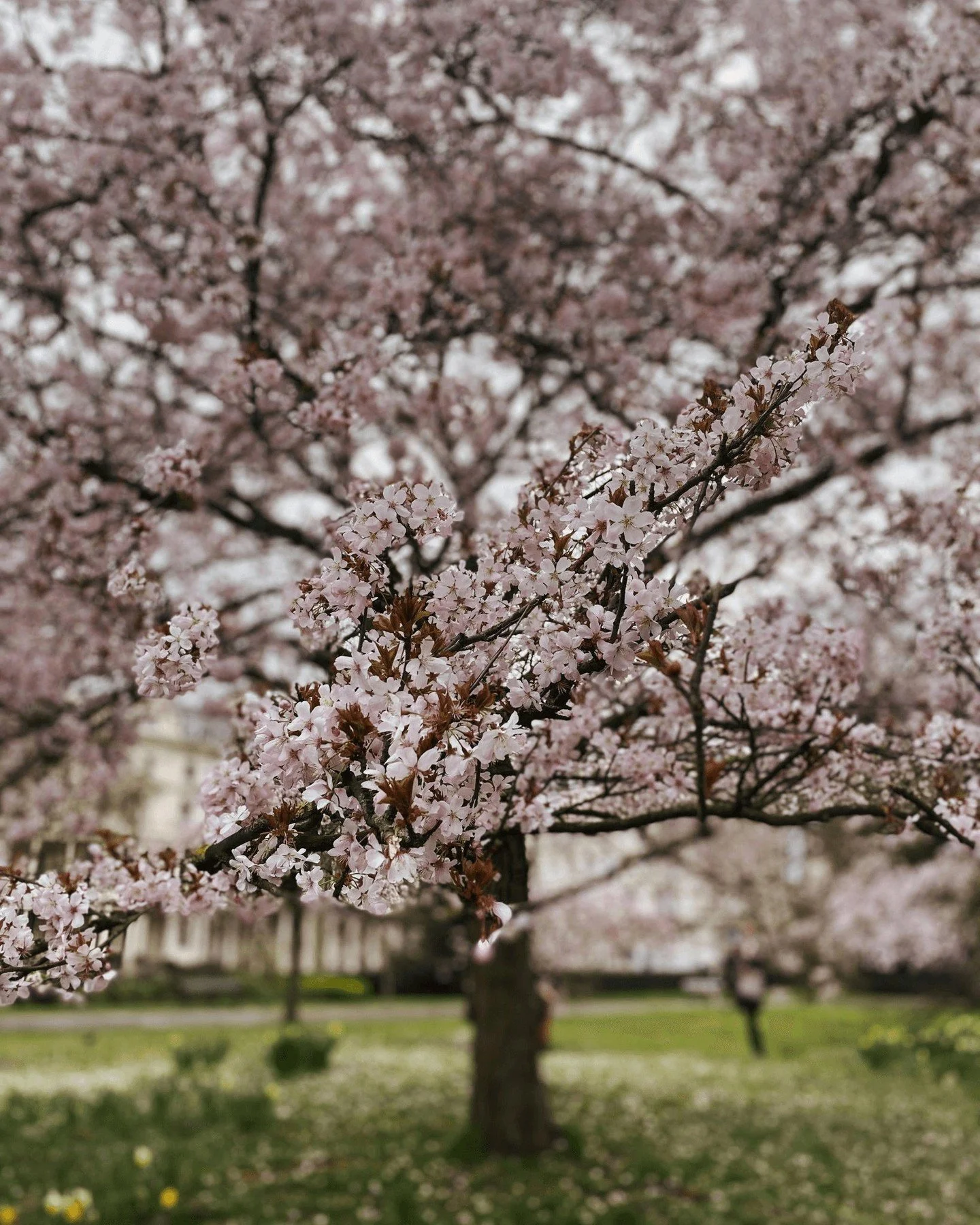 Off-Market Acquisition &ndash; Kensington, W8 (&pound;9m+)
Tom recently acquired an amazing house in the Kensington Palace Conservation Area of W8 for a former client he had sold a house to in 2004. 
With occasional catch-ups over the years, he remai