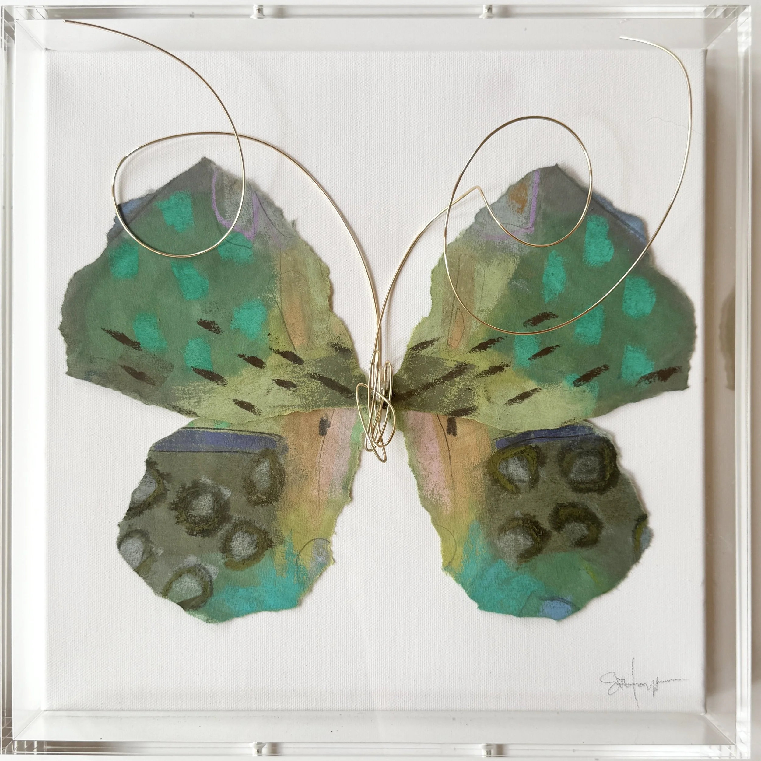 BUTTERFLY TAXIDERMY 12x12 - Jade