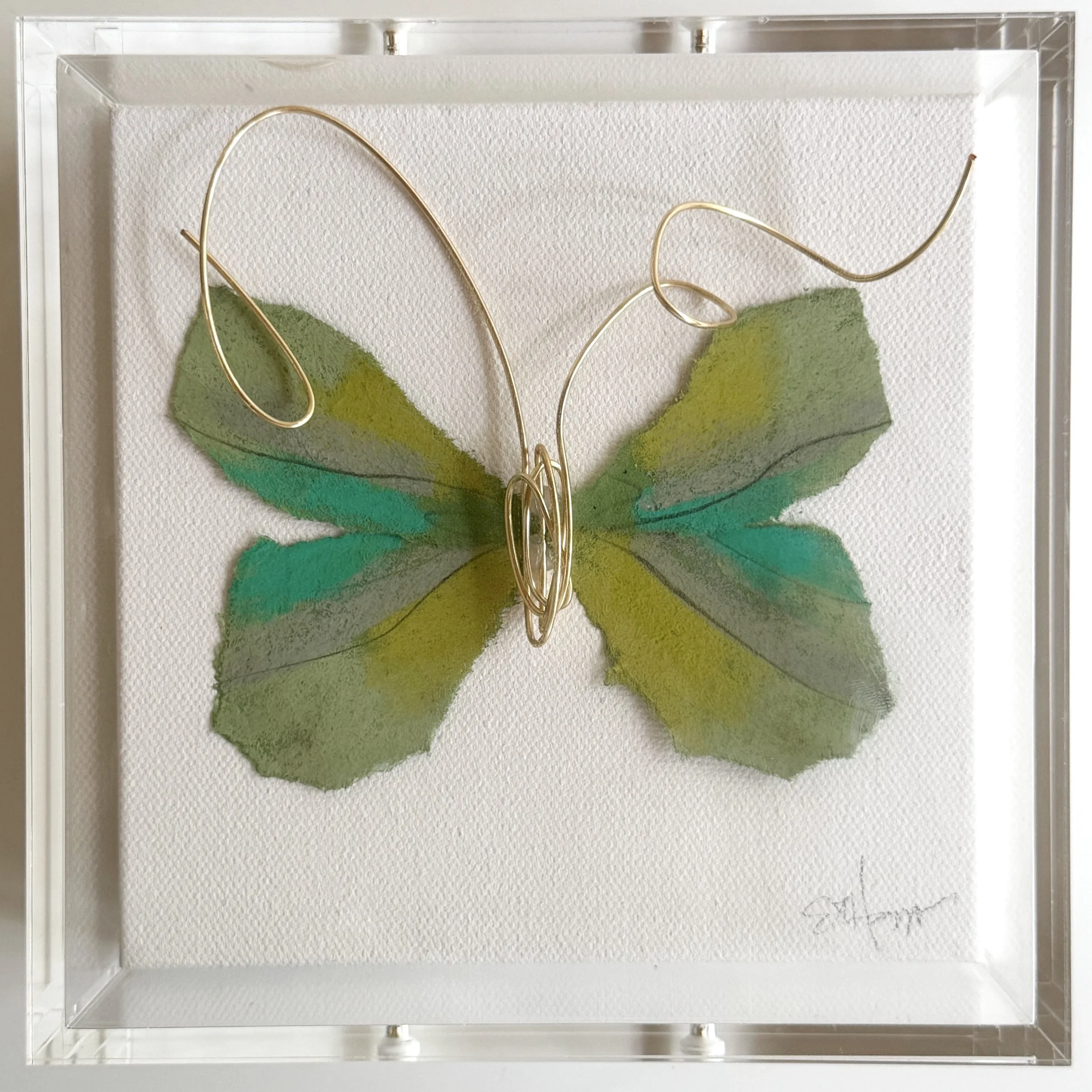 BUTTERFLY TAXIDERMY 6X6 - Lime
