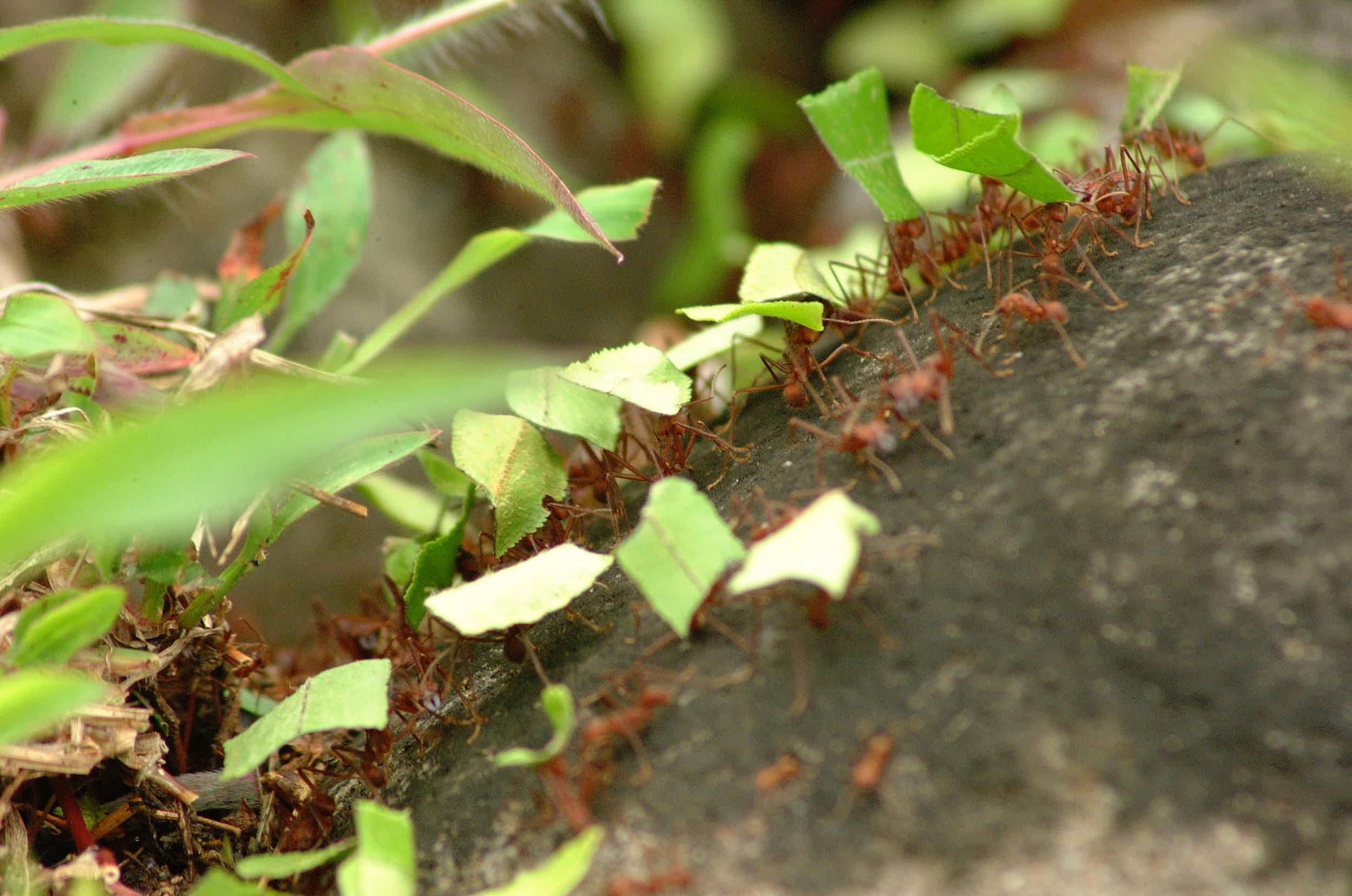 Leafcutter_Ants.jpg