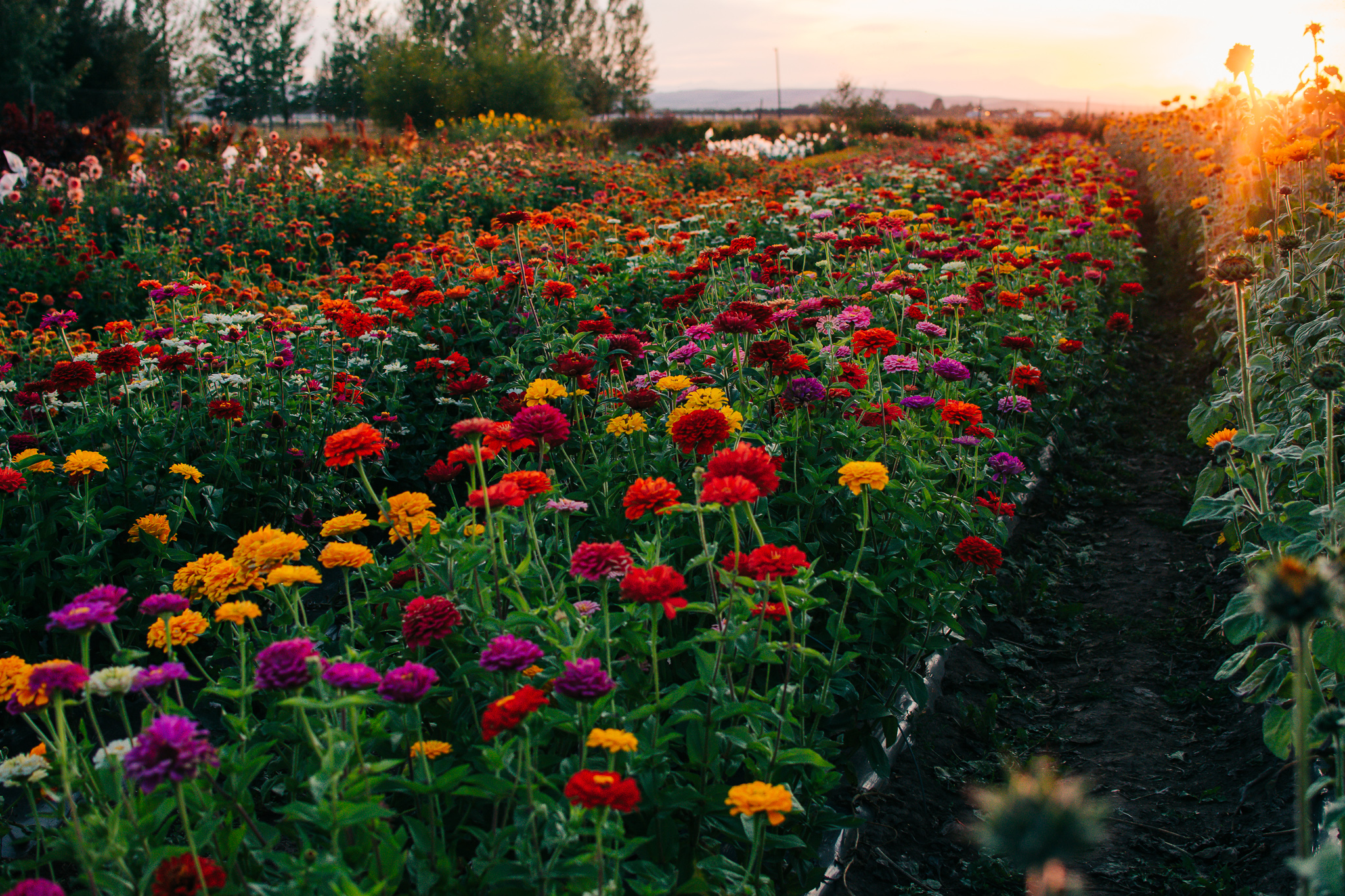 our farm | calliope flowers | sustainably grown for ...