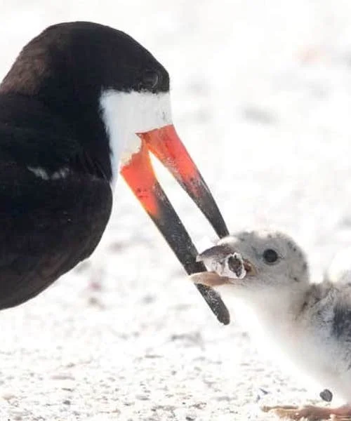Skimmer bird feeds butt to chick (Image credit: Independent)