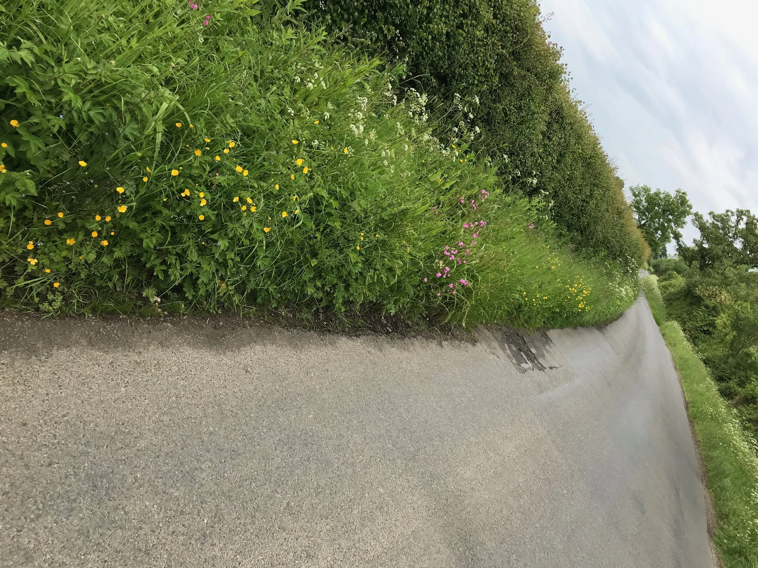 IMG_7470.jpeg