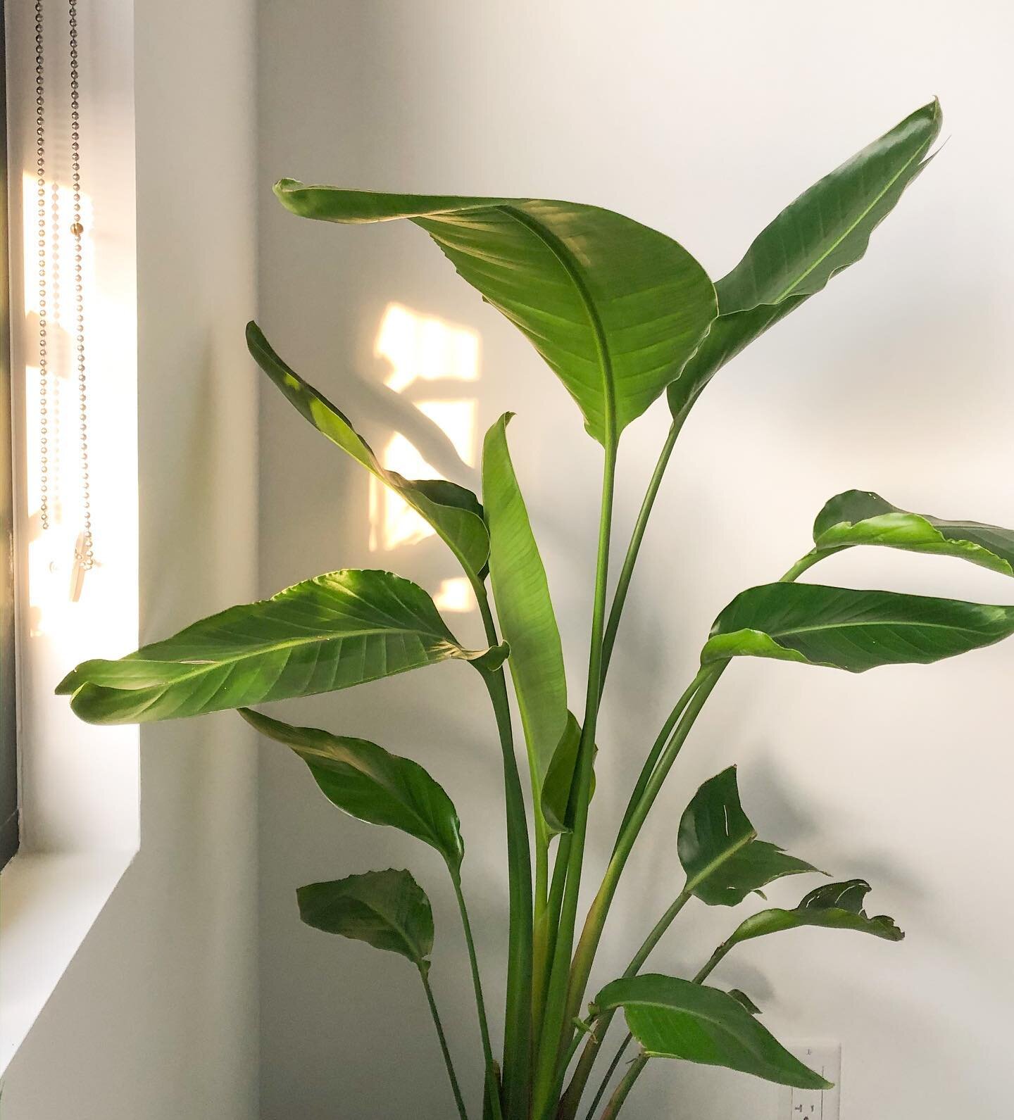 QUESTION: What do you get when you combine a bored, social-distancing college student with a plant nursery 15 minutes away that has the cheapest plants she&rsquo;s ever seen??🤔

CORRECT ANSWER: TWO NEW PLANTS!🥳🌿

This #WhiteBirdofParadise and #Mon