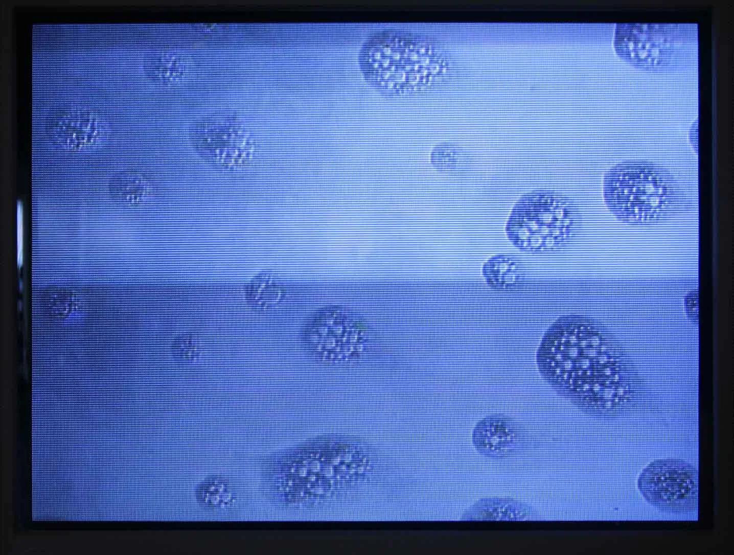unnatural-worlds_rca_fall-2009_20_4246674514_o.jpg