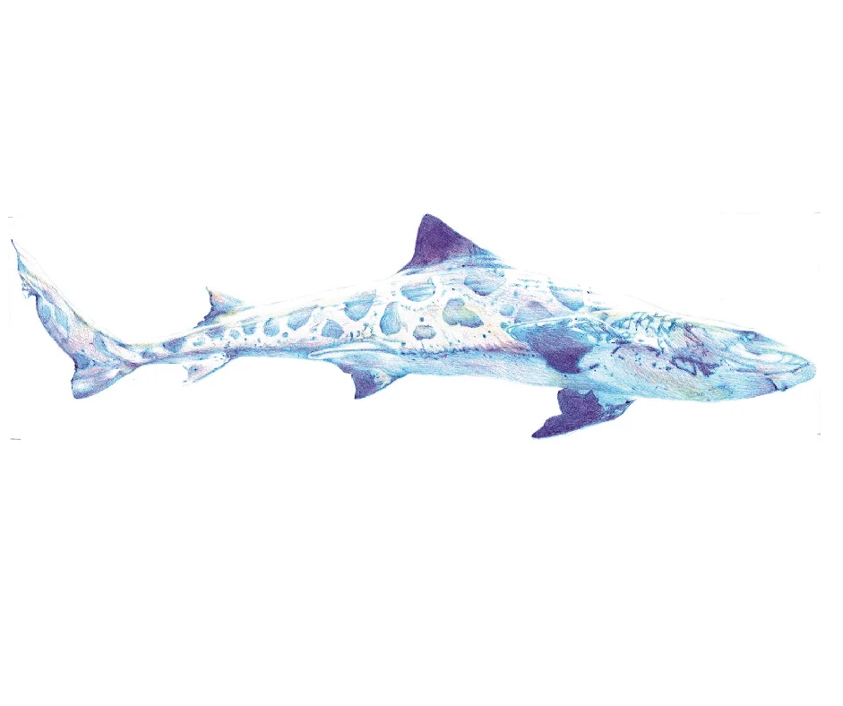 shark-01.jpg