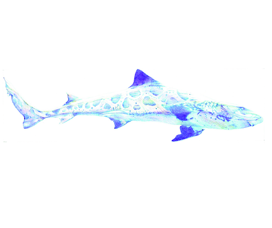 shark-01.jpg