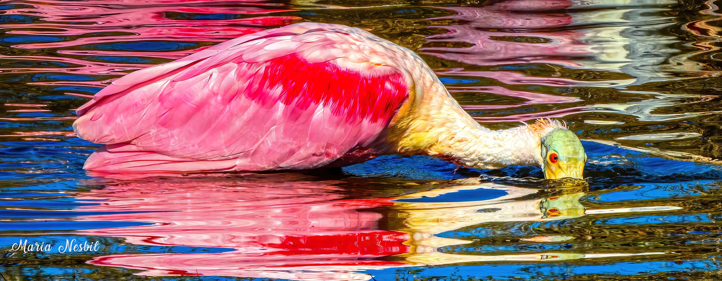 Learning to See with the Photographic Eye with Maria Nesbit