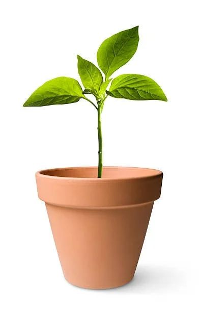Spring Planting! Decorate You Own Terra Cotta Pot, Plant Some Seeds, and Watch Them GROW!