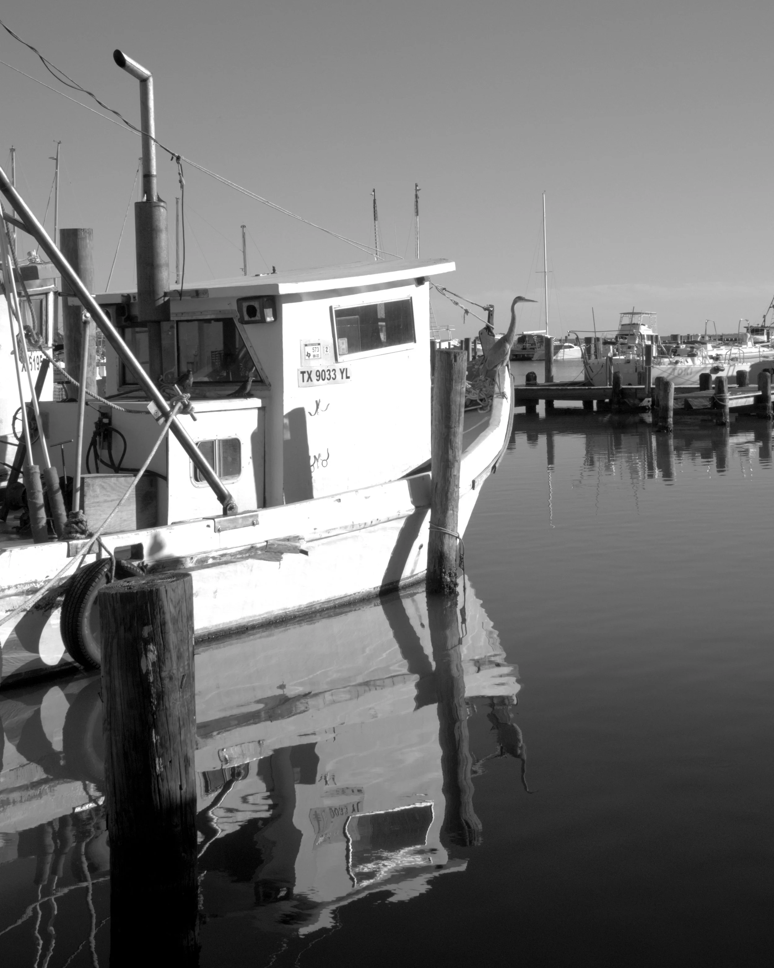Great Blue on the Bow _ 30 x 24 _ DSC07750 -1 _ greyscale _ ref.jpg