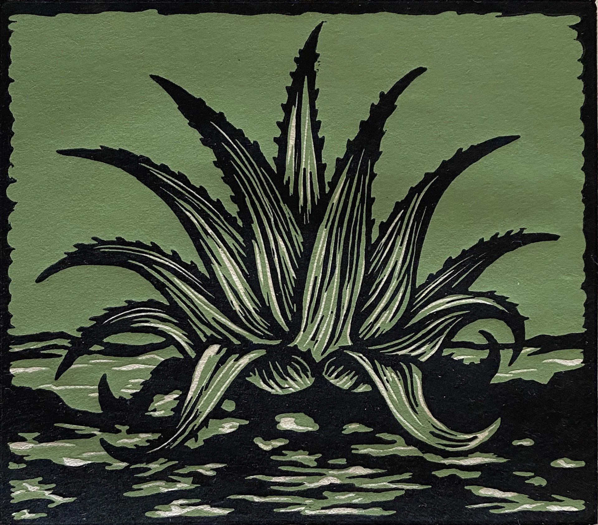 Agave.jpg