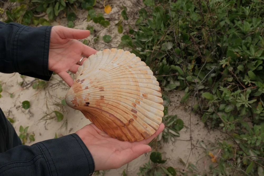 Giant Atlantic Cockle.jpeg