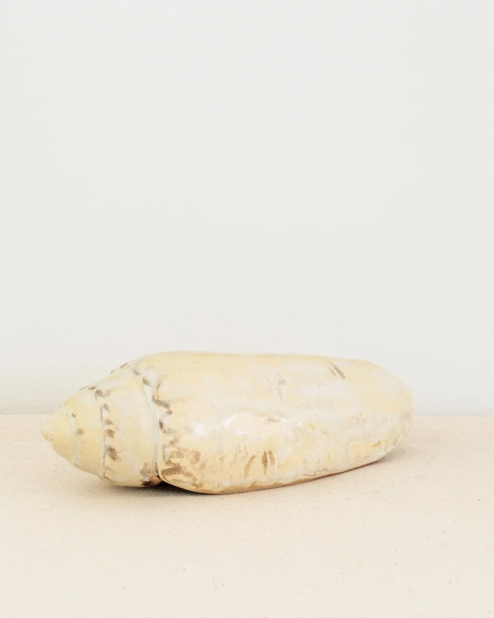 Lettered Olive Shell.jpeg