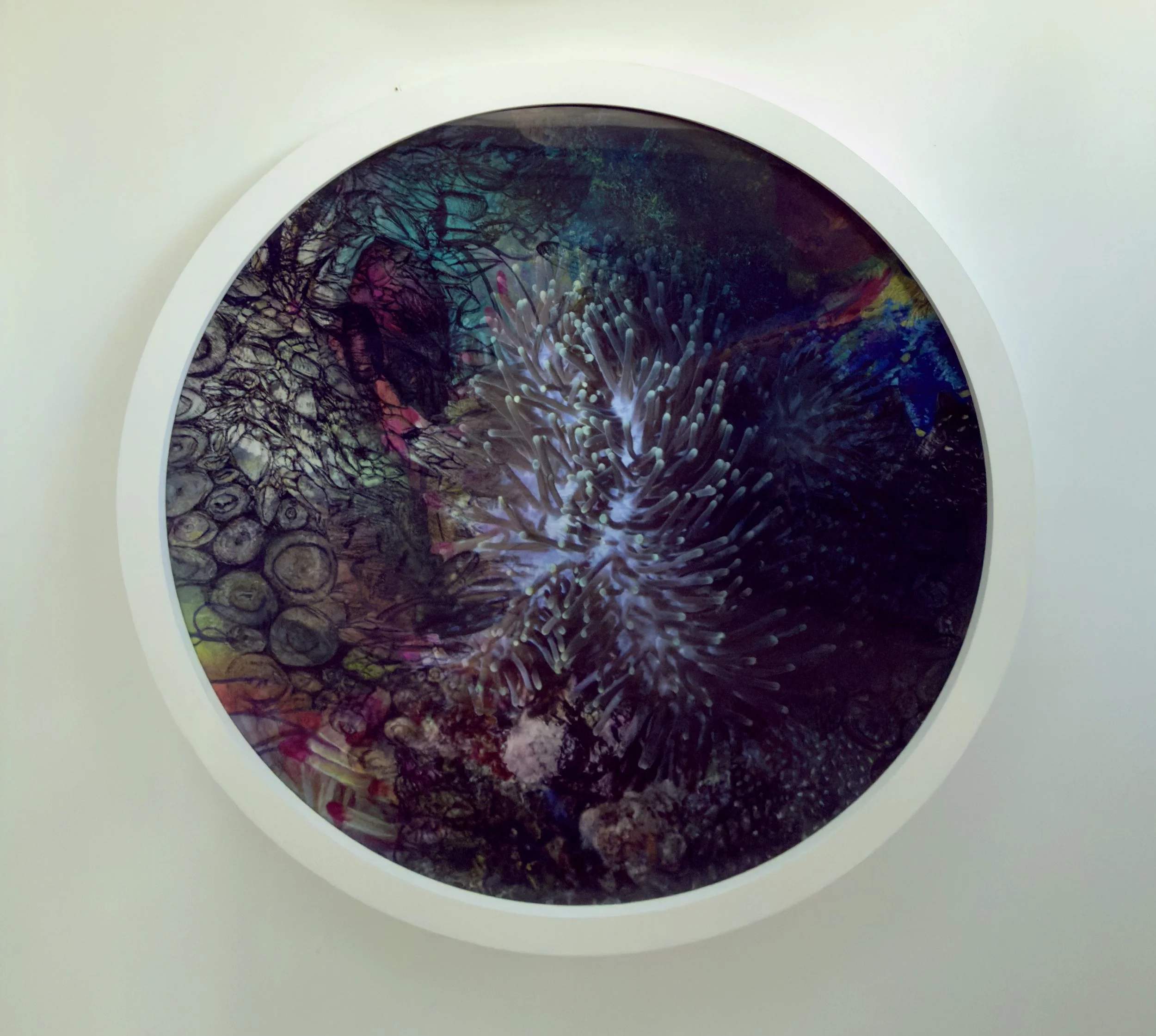 17.Anemone at the Zoo_ Janavi Mahimtura Folmsbee.jpg