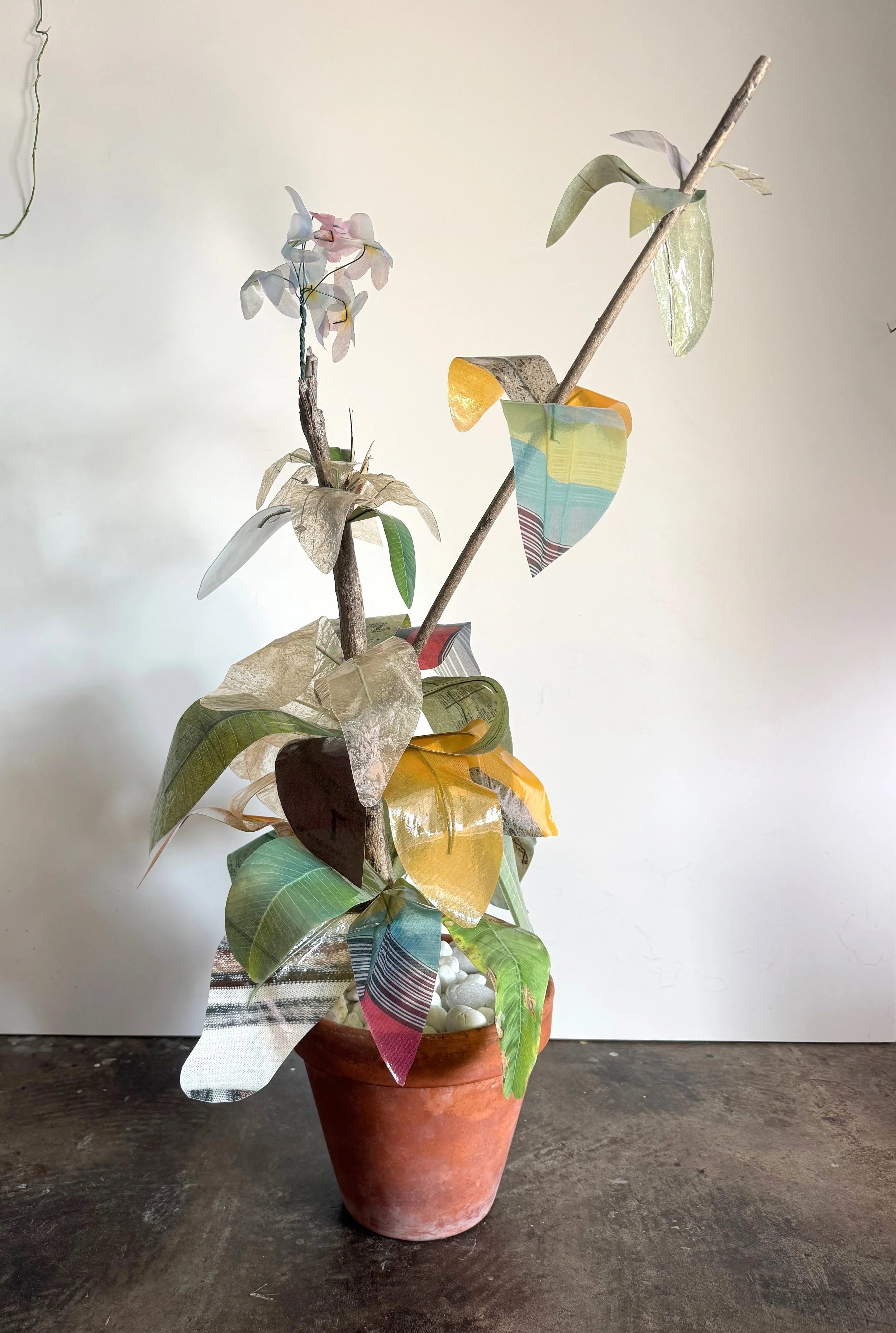 Esperanza Plumeria Hybrid 1 copy.jpg