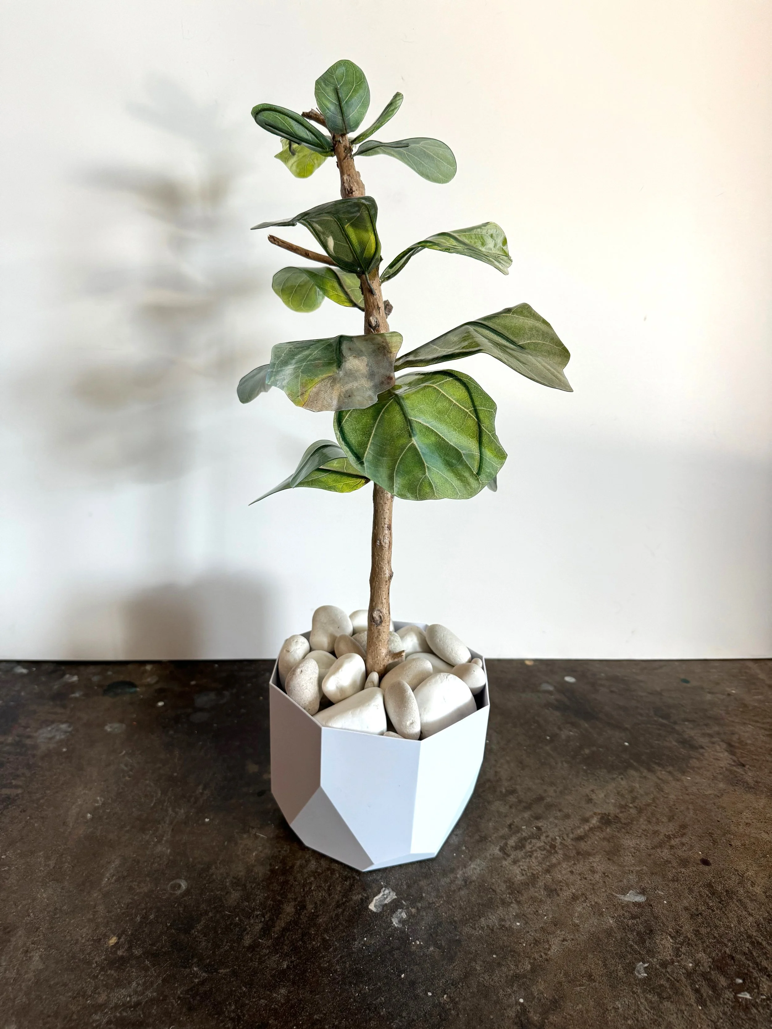 Fiddle Leaf Fig Esperanza Hybrid 3 copy.jpg