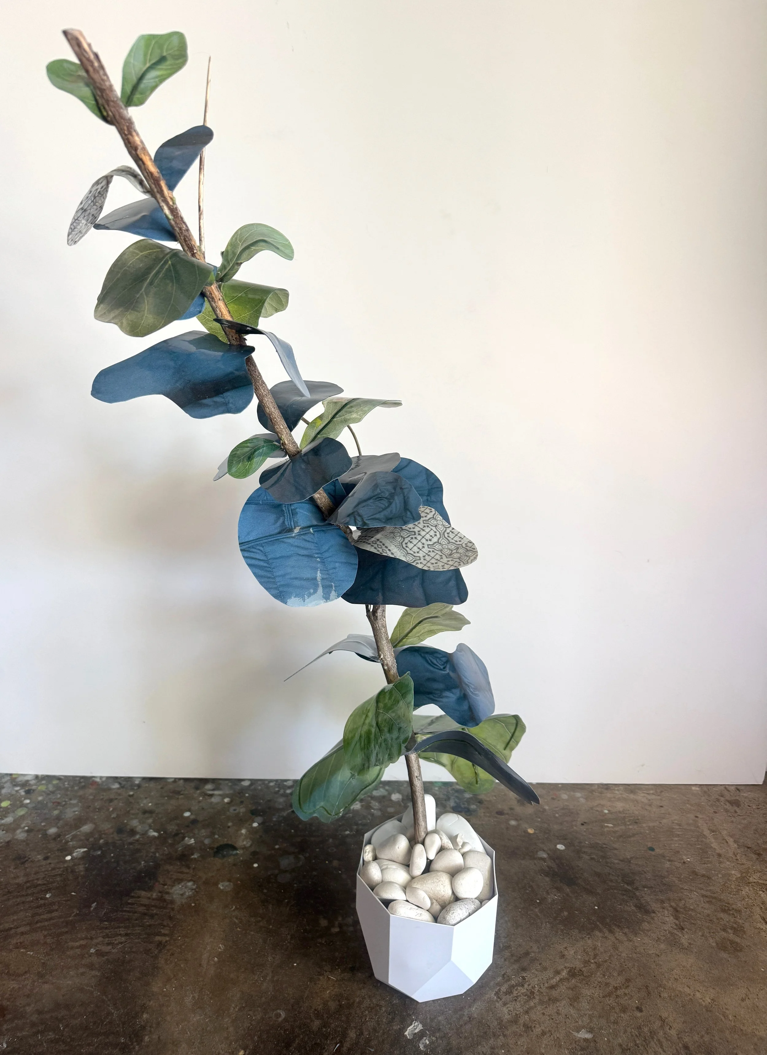 Fiddle Leaf Fig Esperanza Hybrid 7 copy.jpg